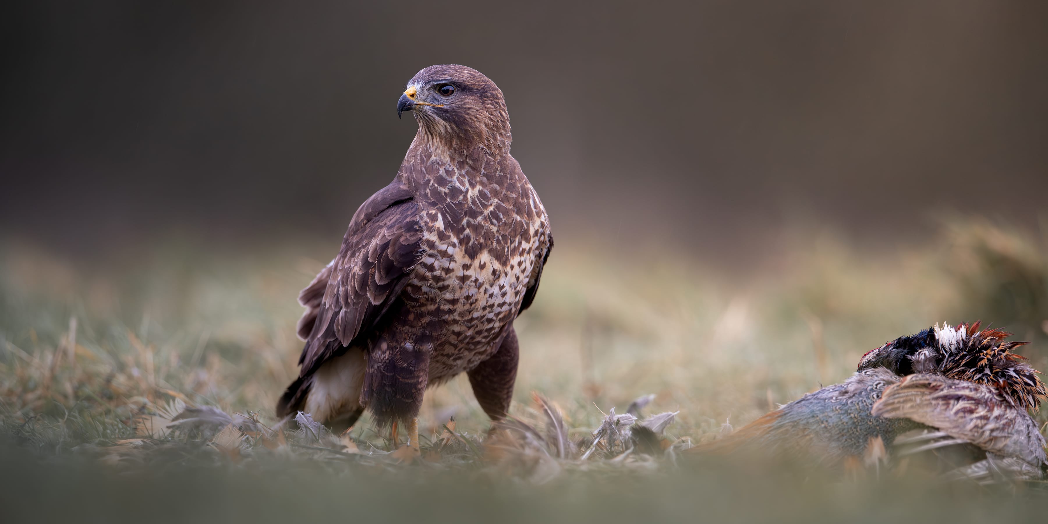 Wildlife prints from Macclesfield based amateur wildlife photographer Ciaron Walton
