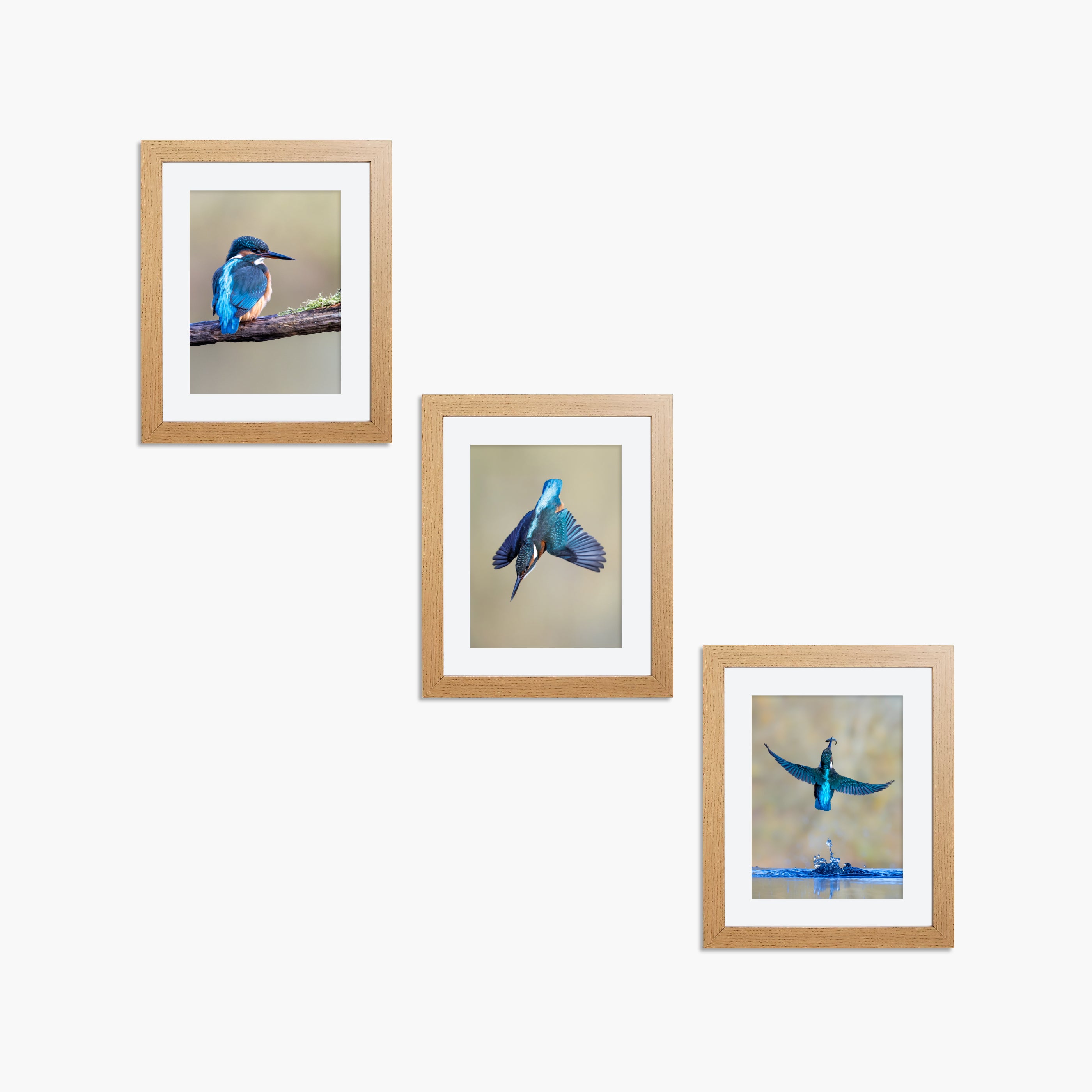 Kingfisher Framed 8x6" Prints (Set of 3)