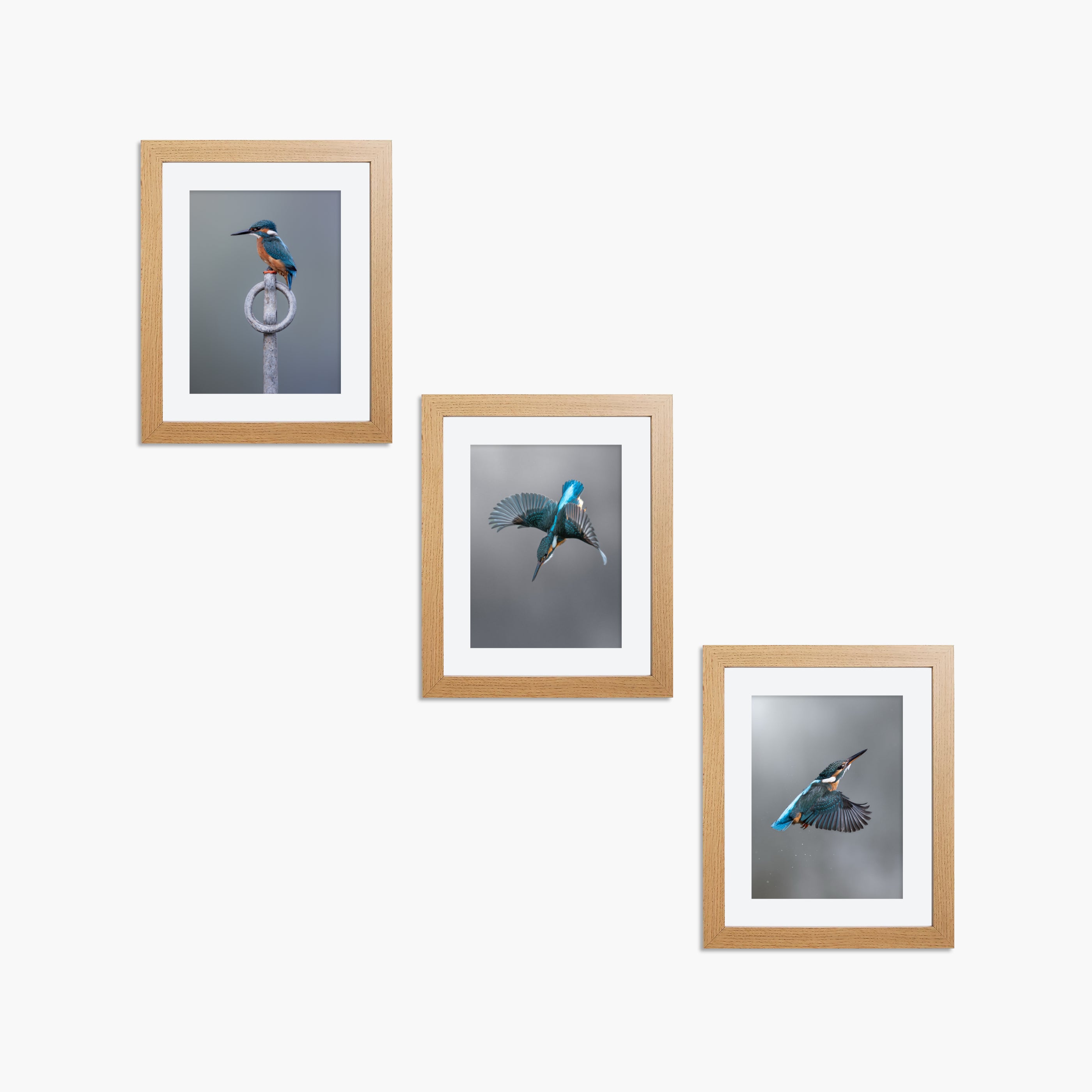 Framed kingfisher prints 8x6 set of 3