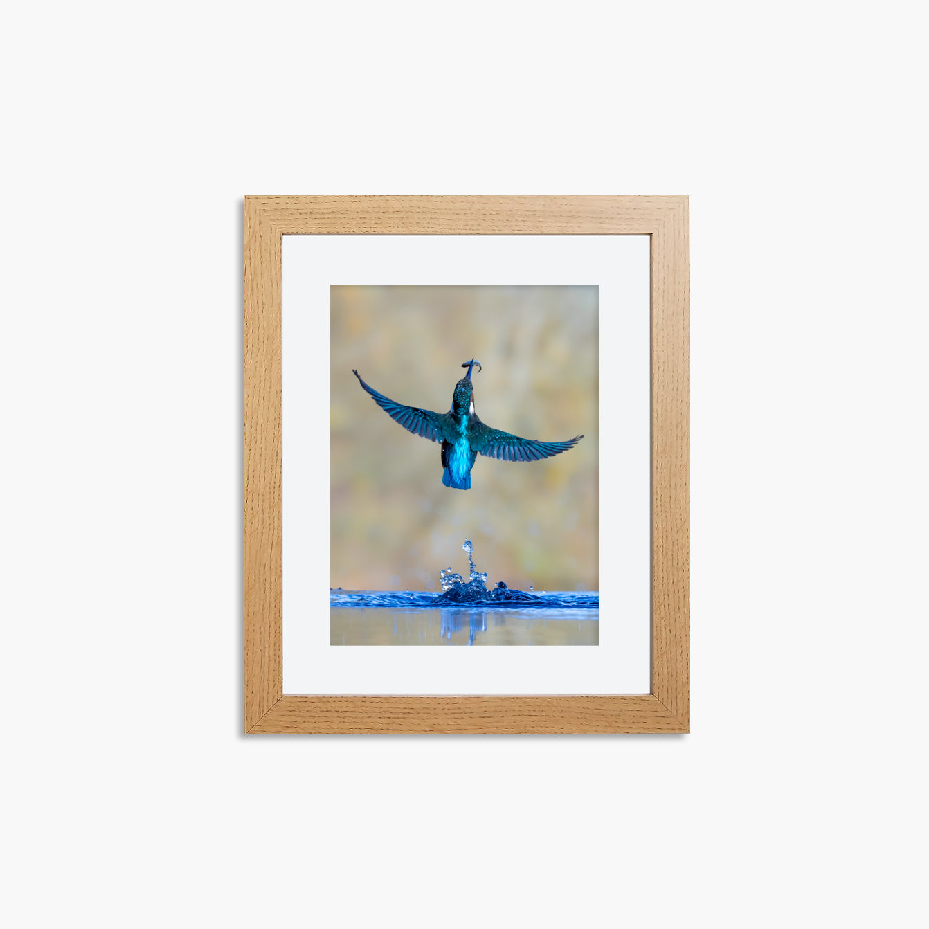 Kingfisher Framed 8x6" Print - With Catch