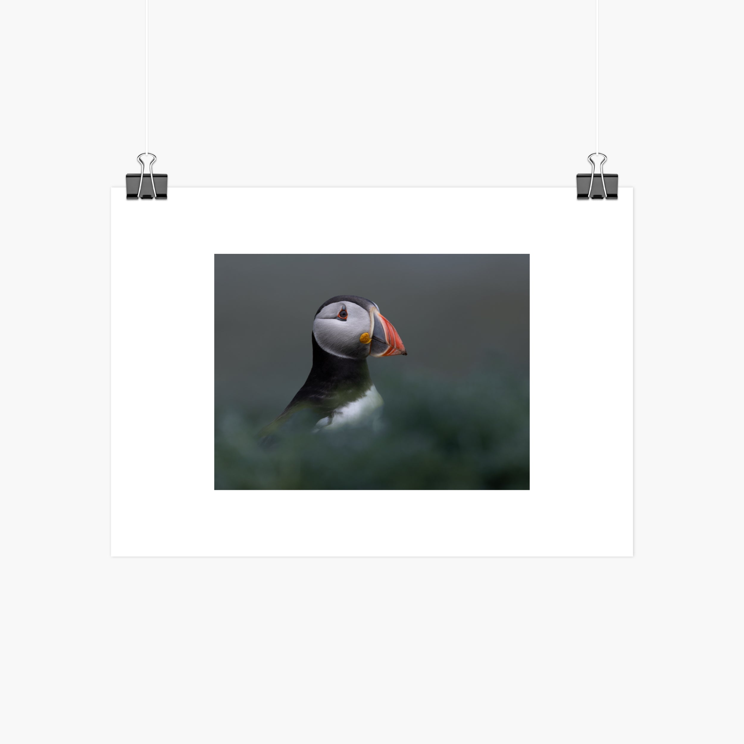 Atlantic Puffin Print