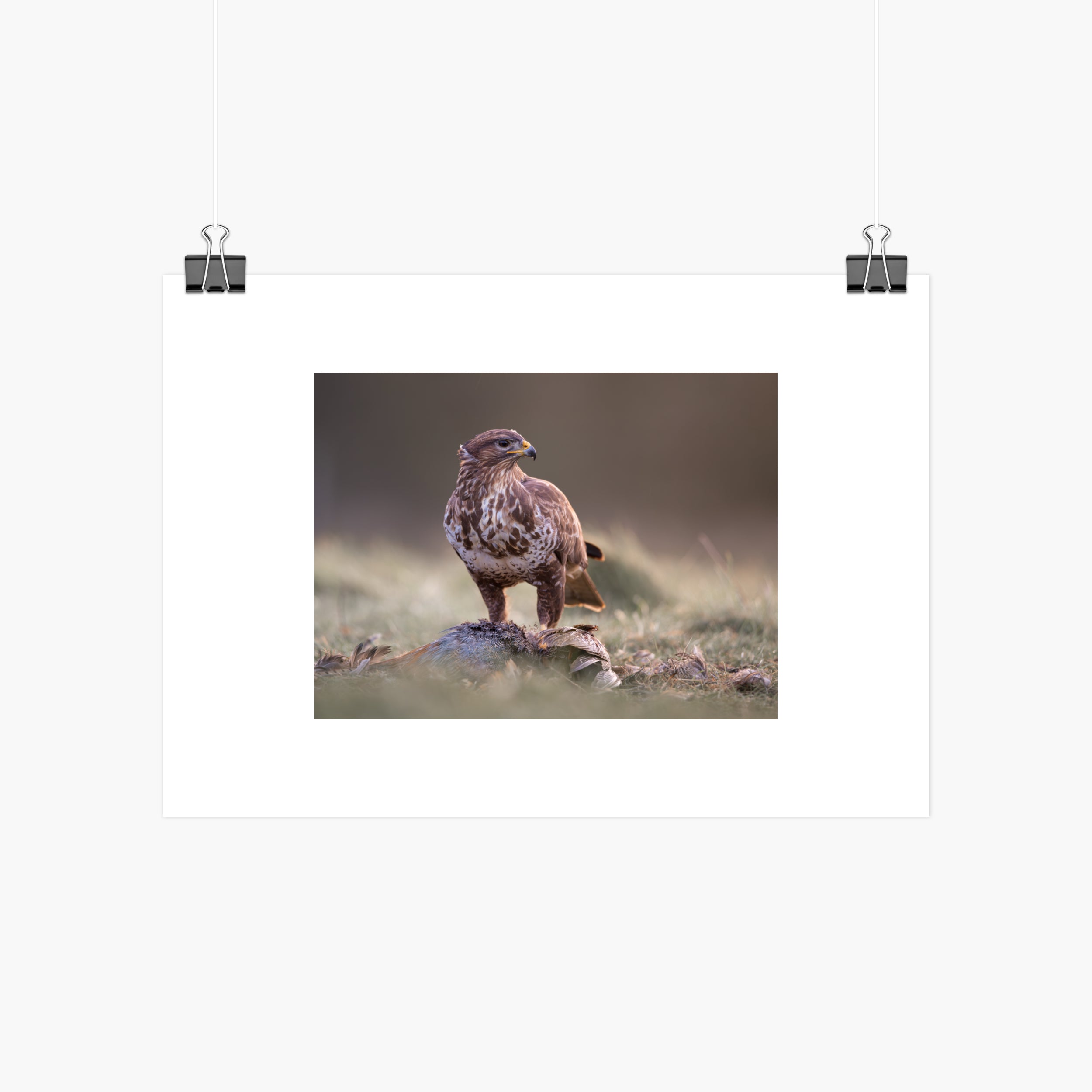 Buzzard with Prey Print