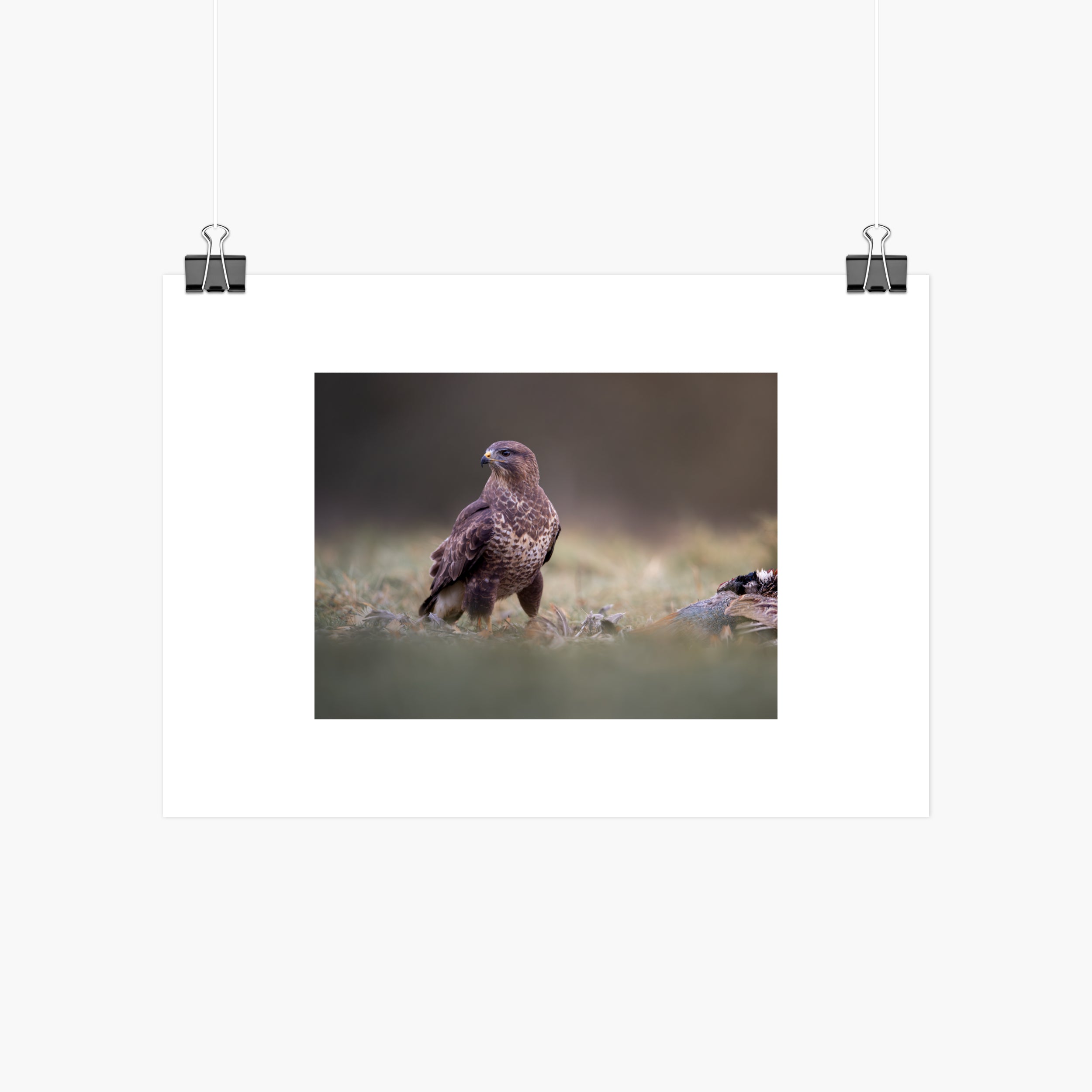 Common Buzzard Print