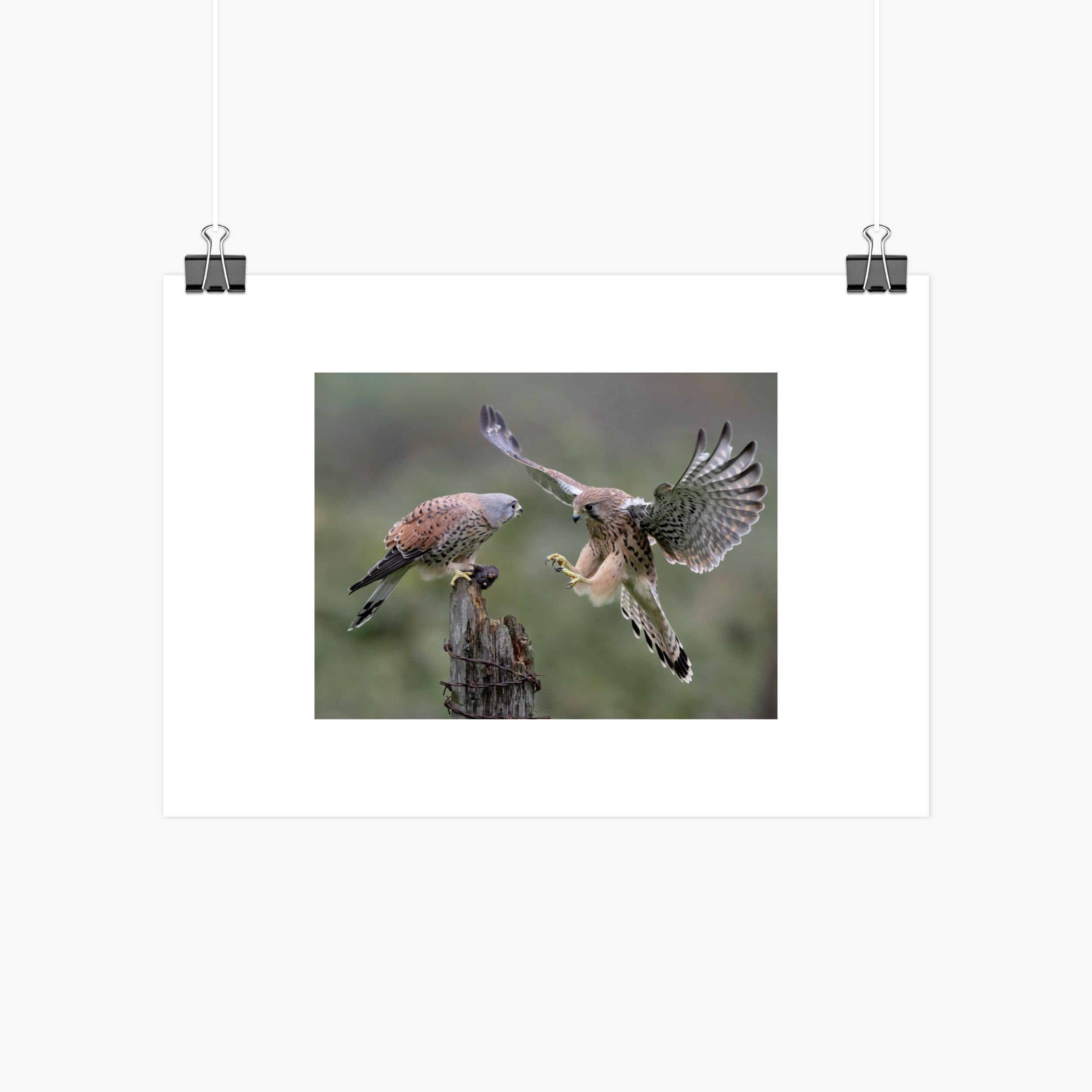 Kestrel Pair Print