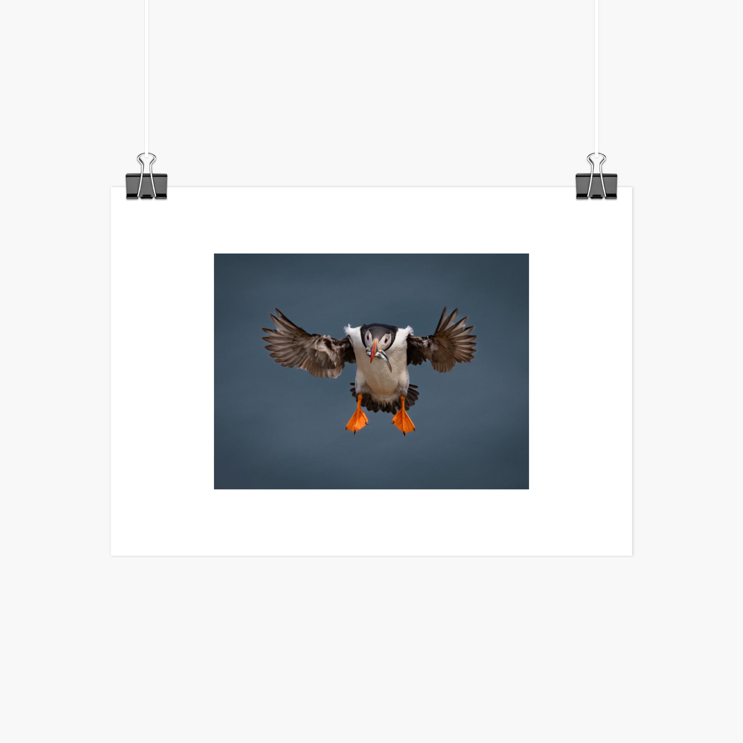 Atlantic Puffin In Flight Print