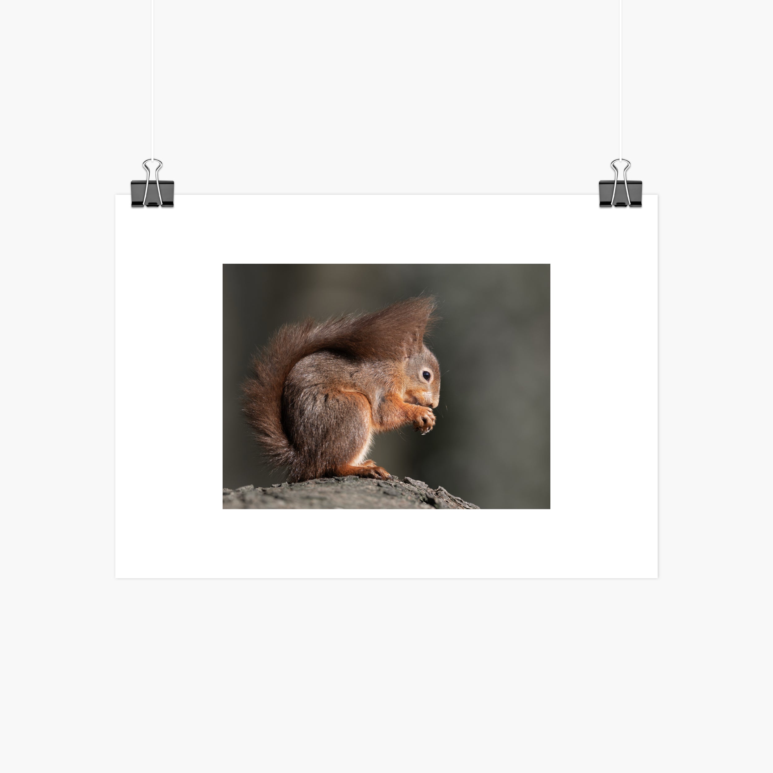 Red Squirrel