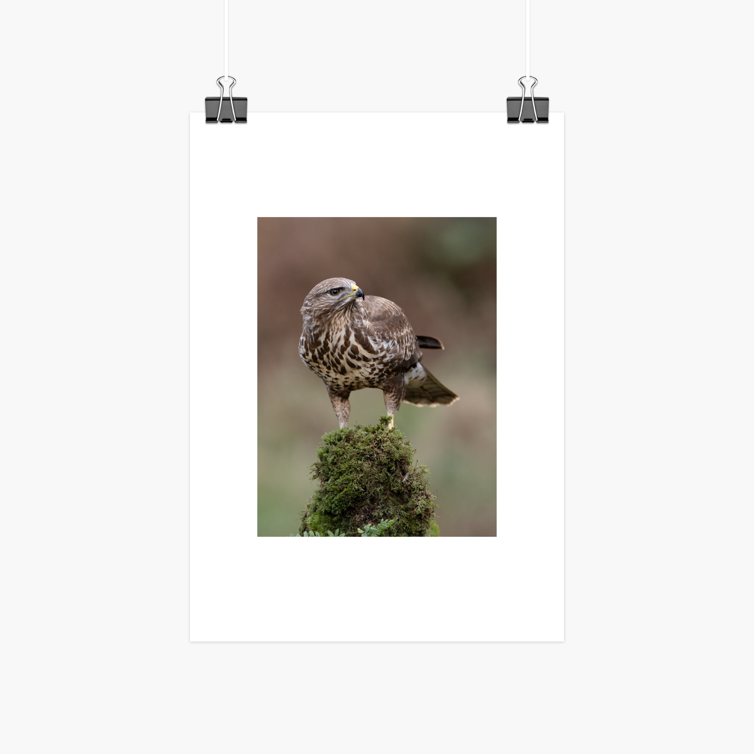 Common buzzard photography 10x8 print