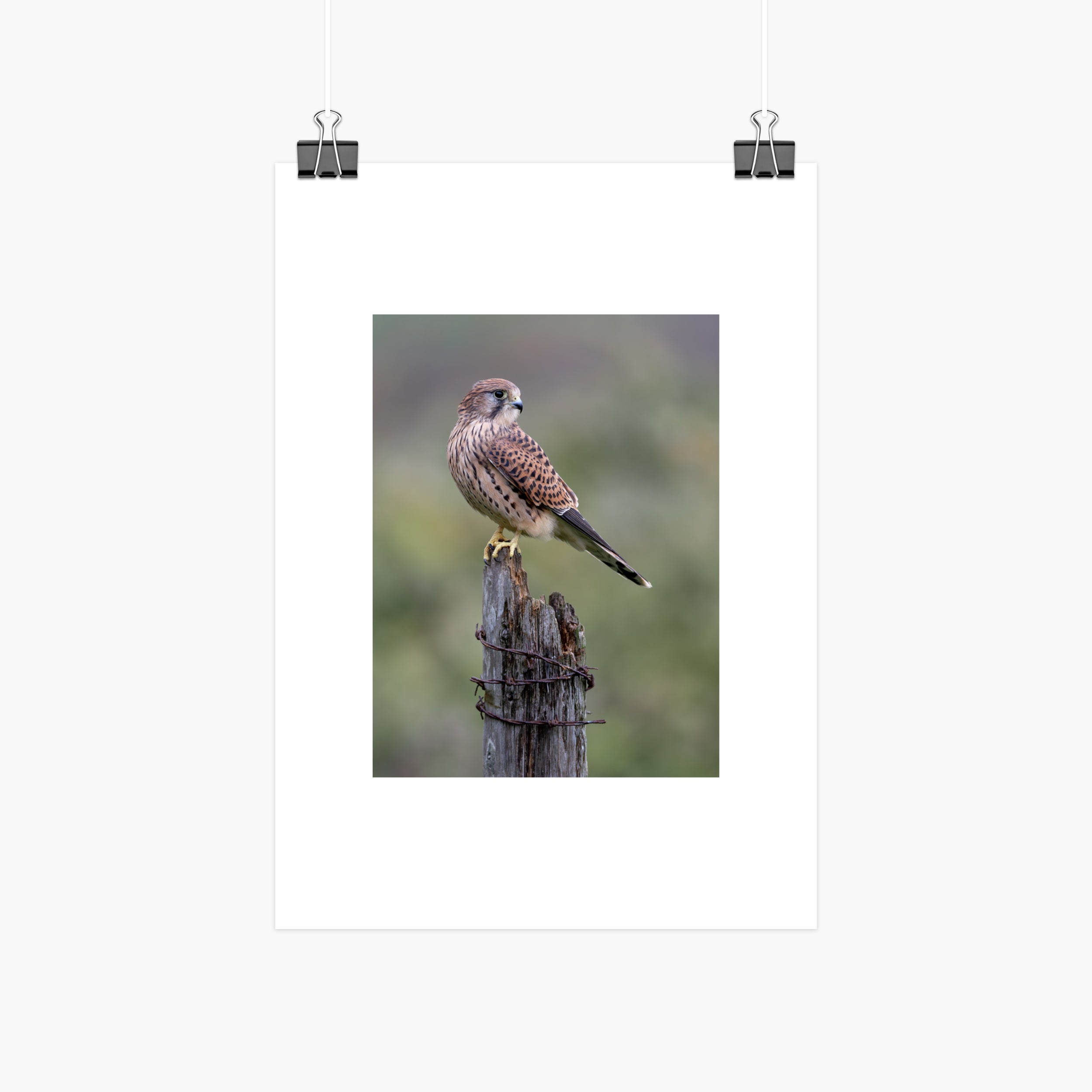 Female kestrel resting on fence post 10x8 bird of prey print