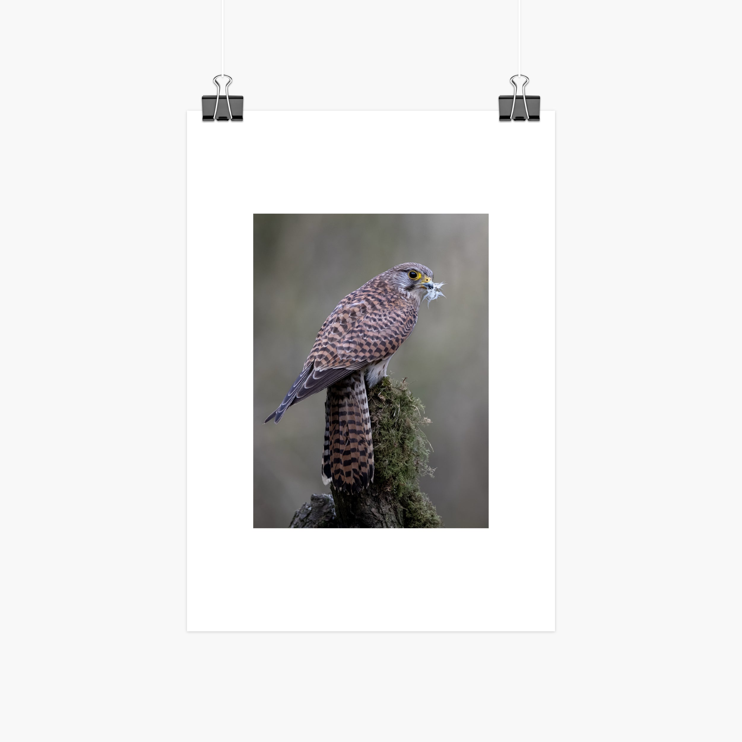 Perched Female Kestrel Print