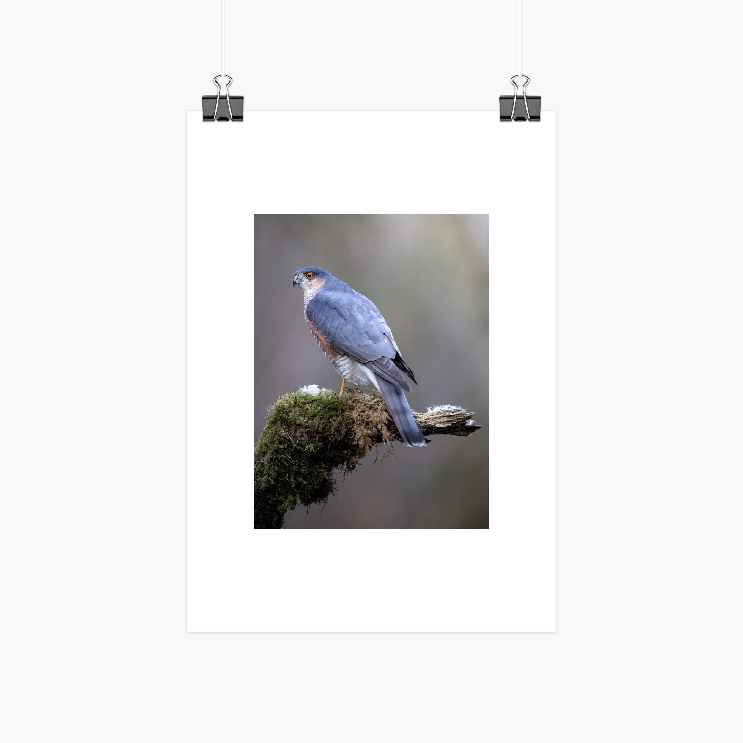 Perched Male Sparrowhawk Print