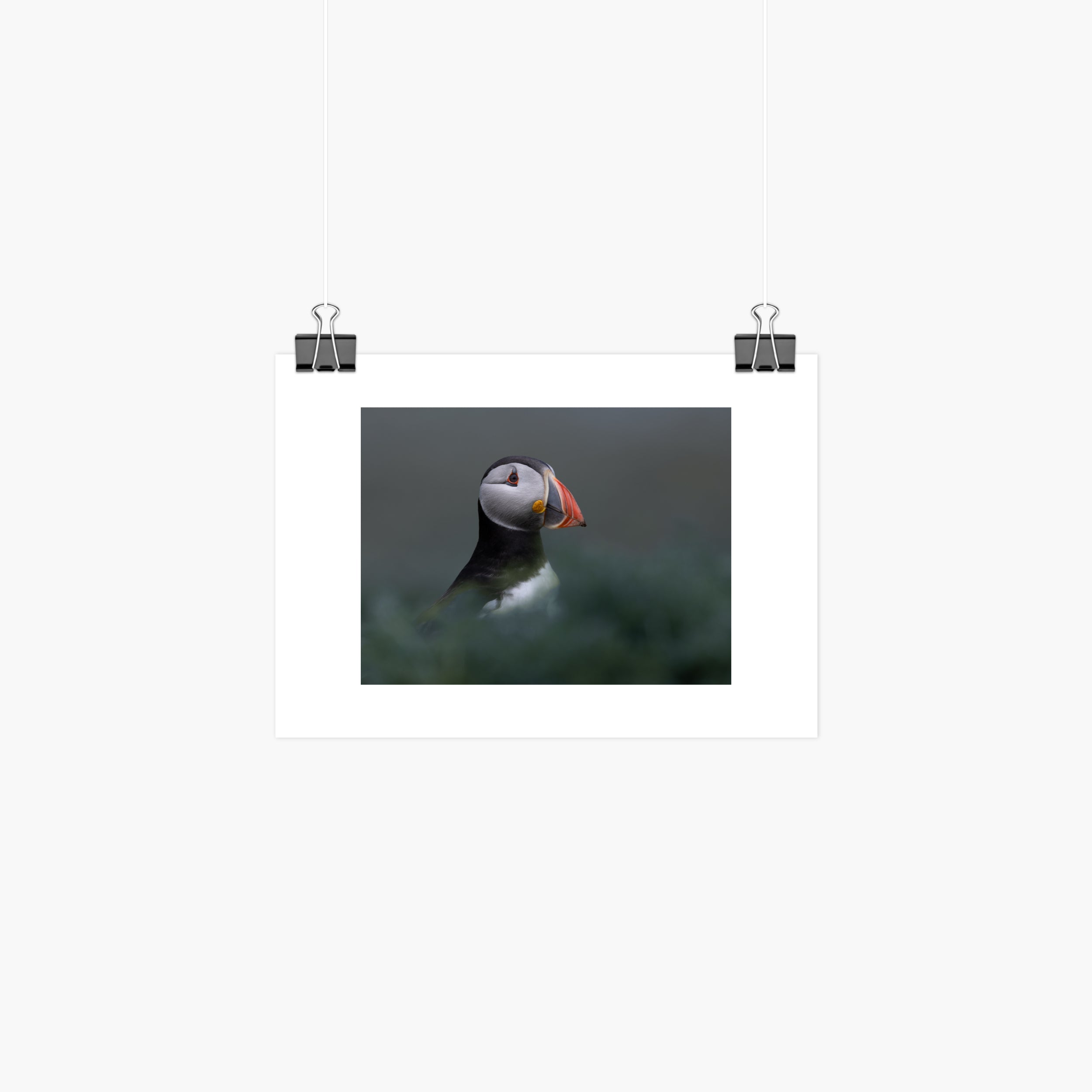 Atlantic Puffin Print