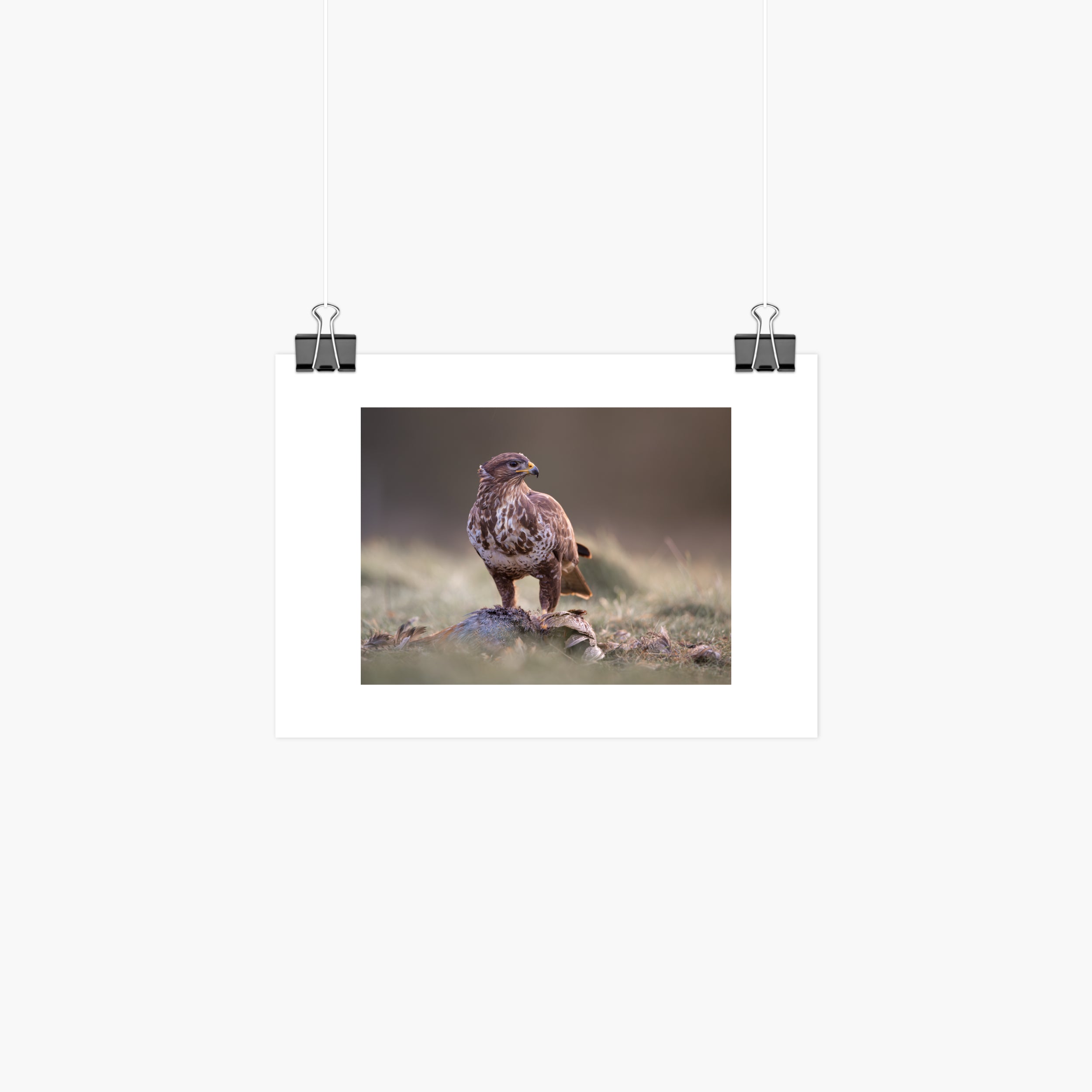 Buzzard with Prey Print