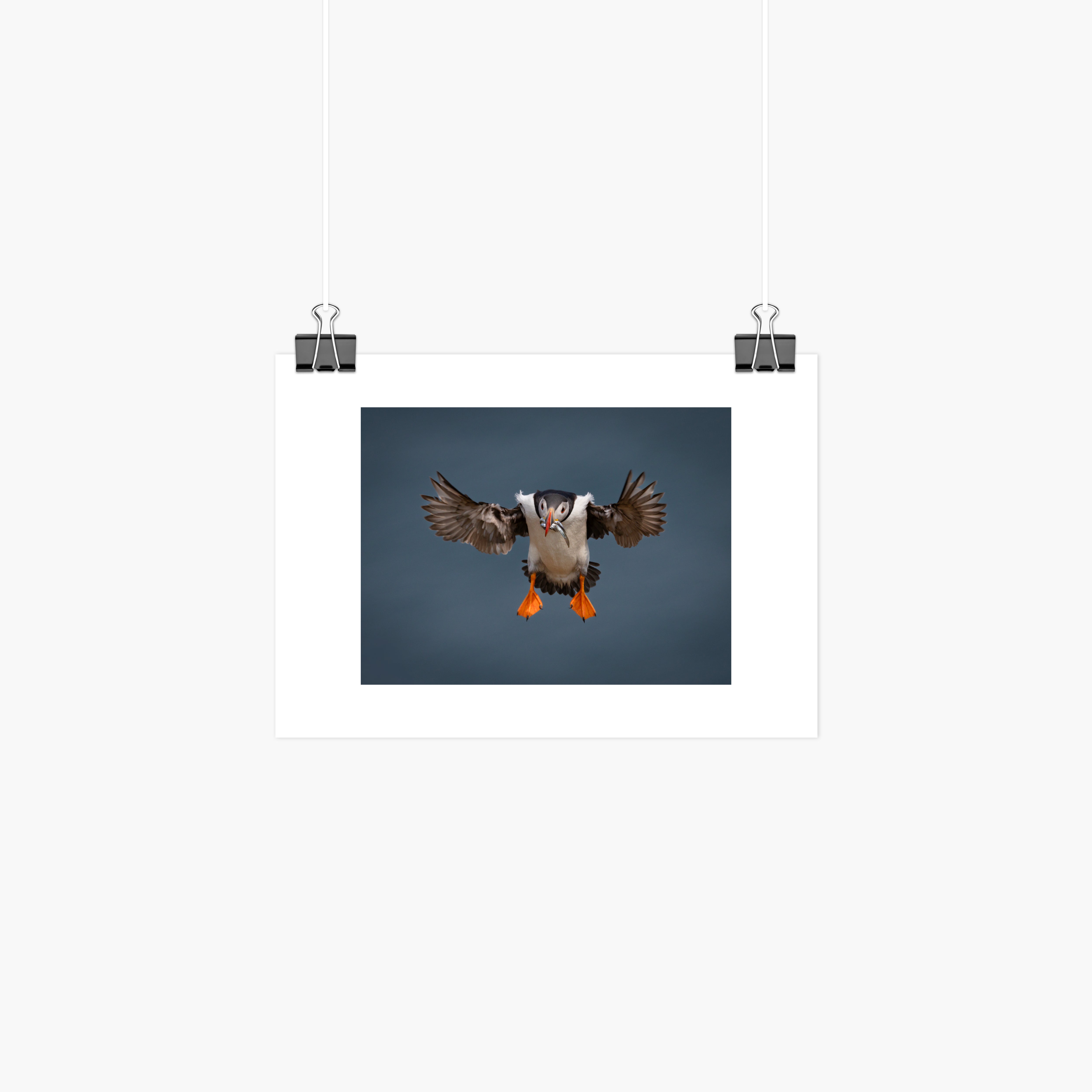 Atlantic Puffin In Flight Print