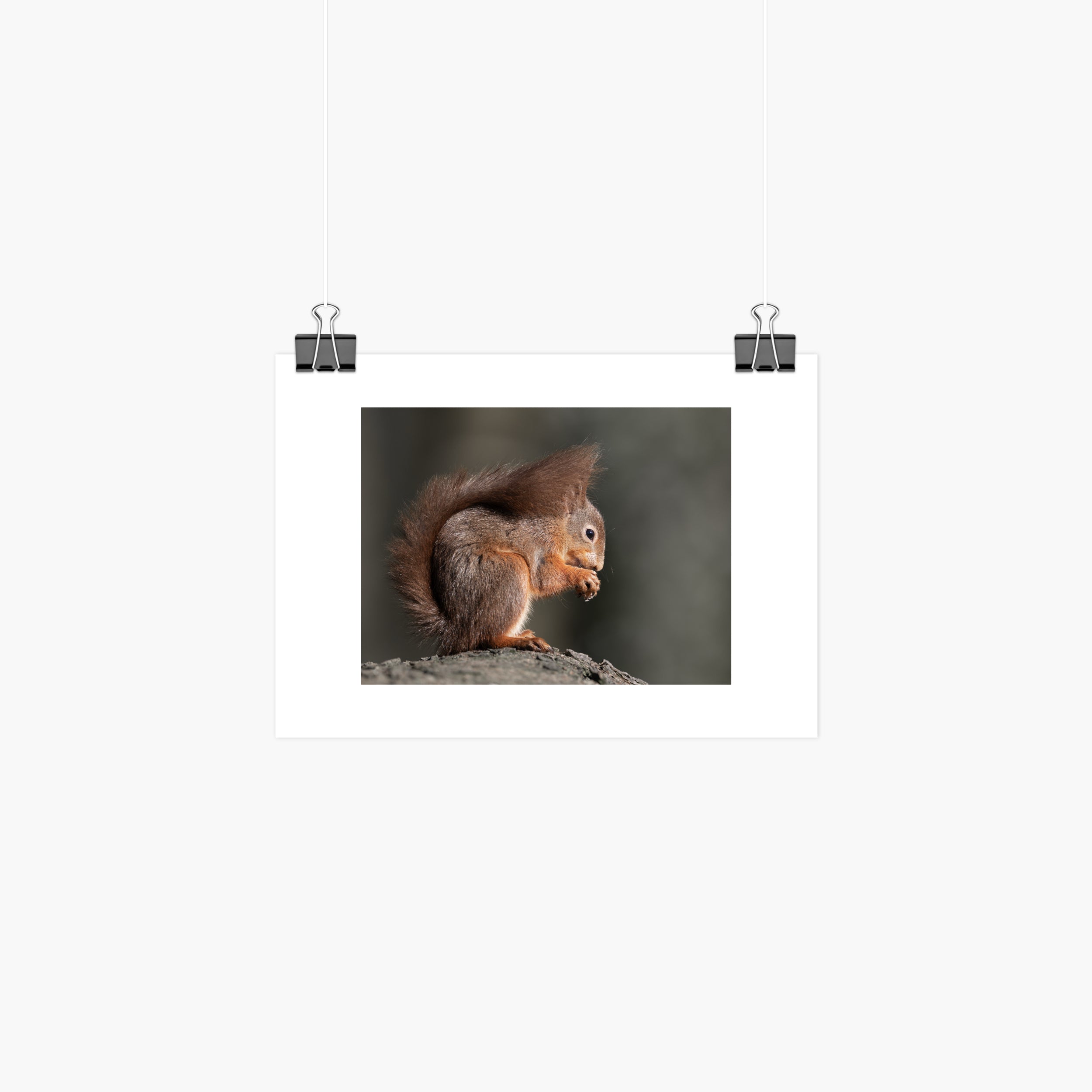 Red Squirrel