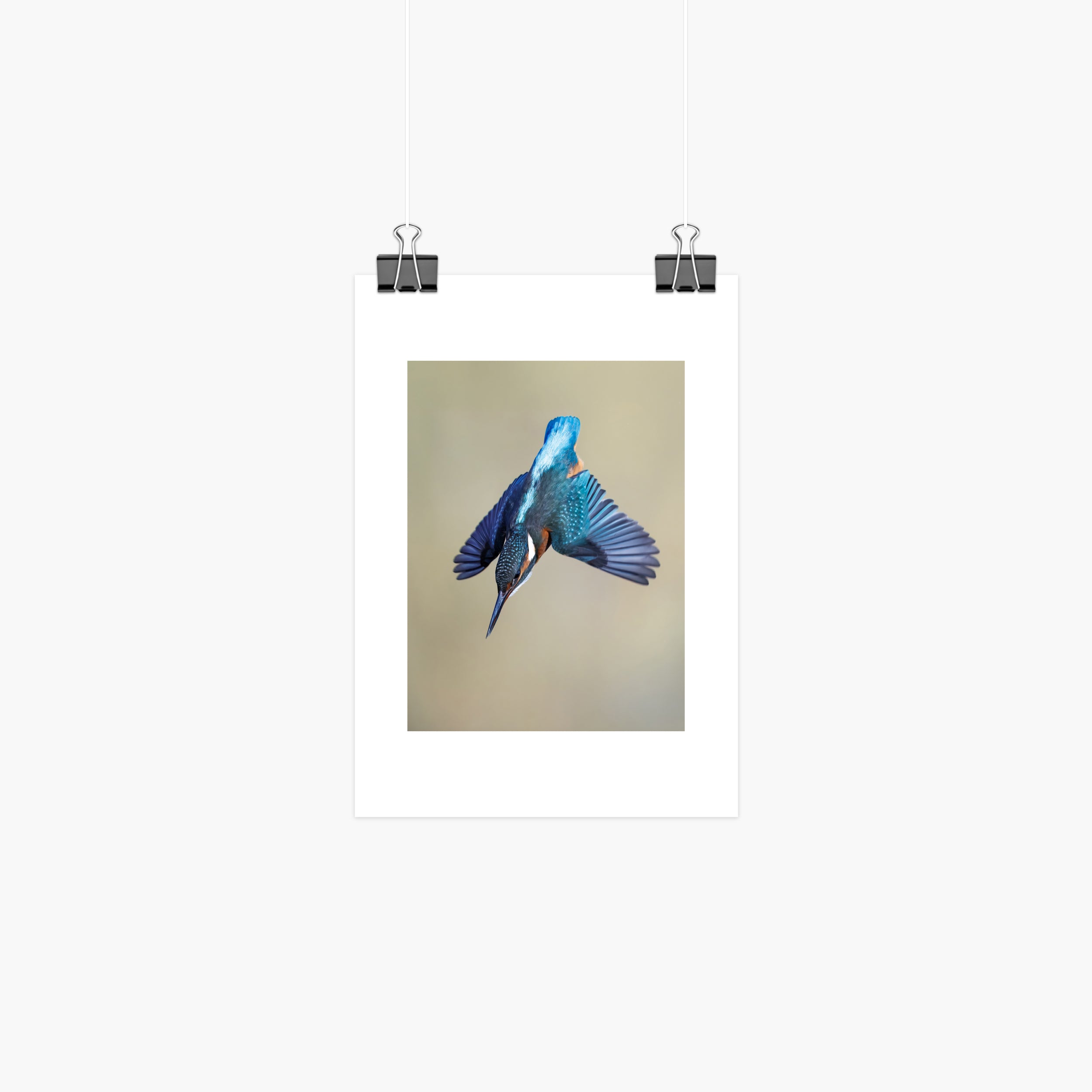 Kingfisher Print - Dive