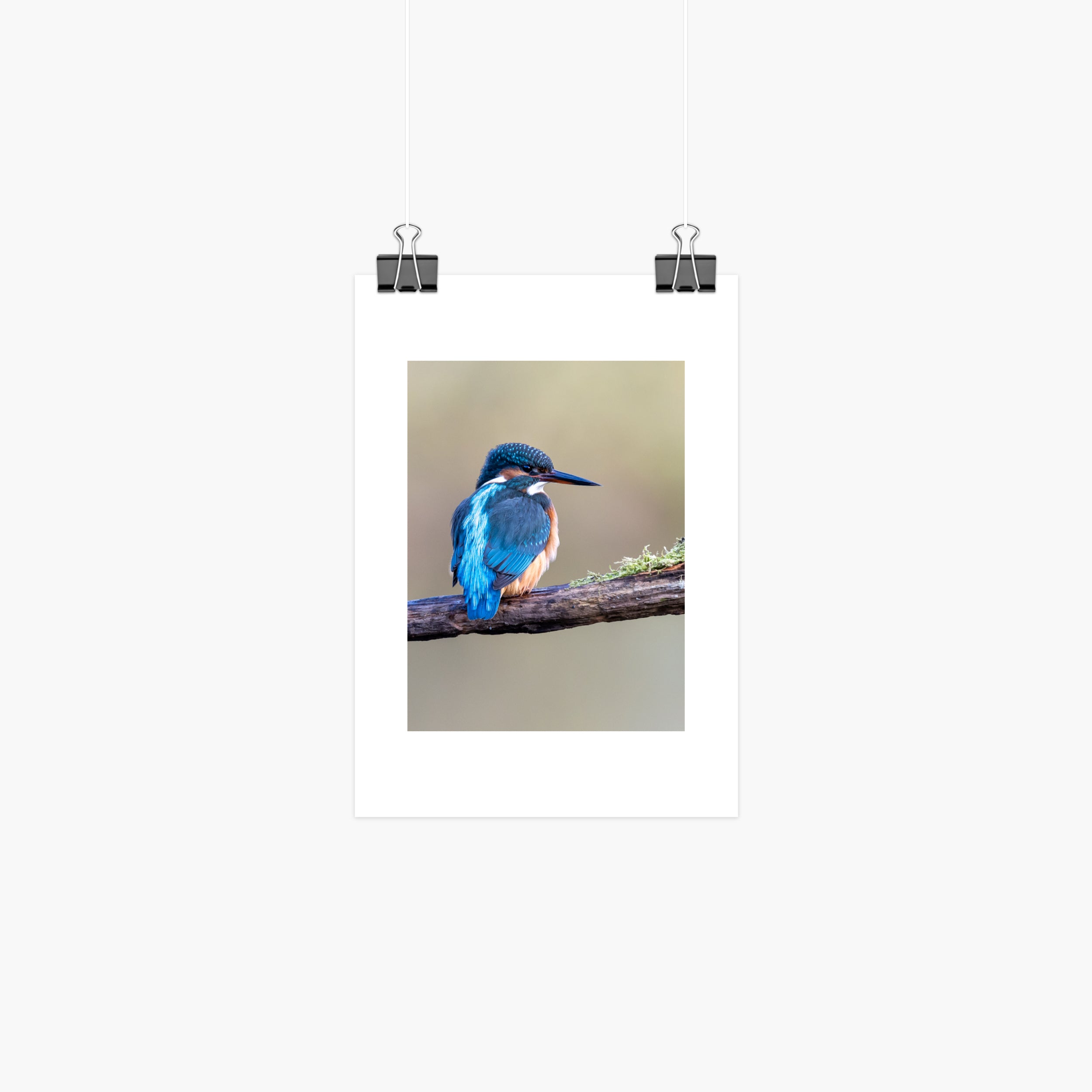 Kingfisher Print - Perched