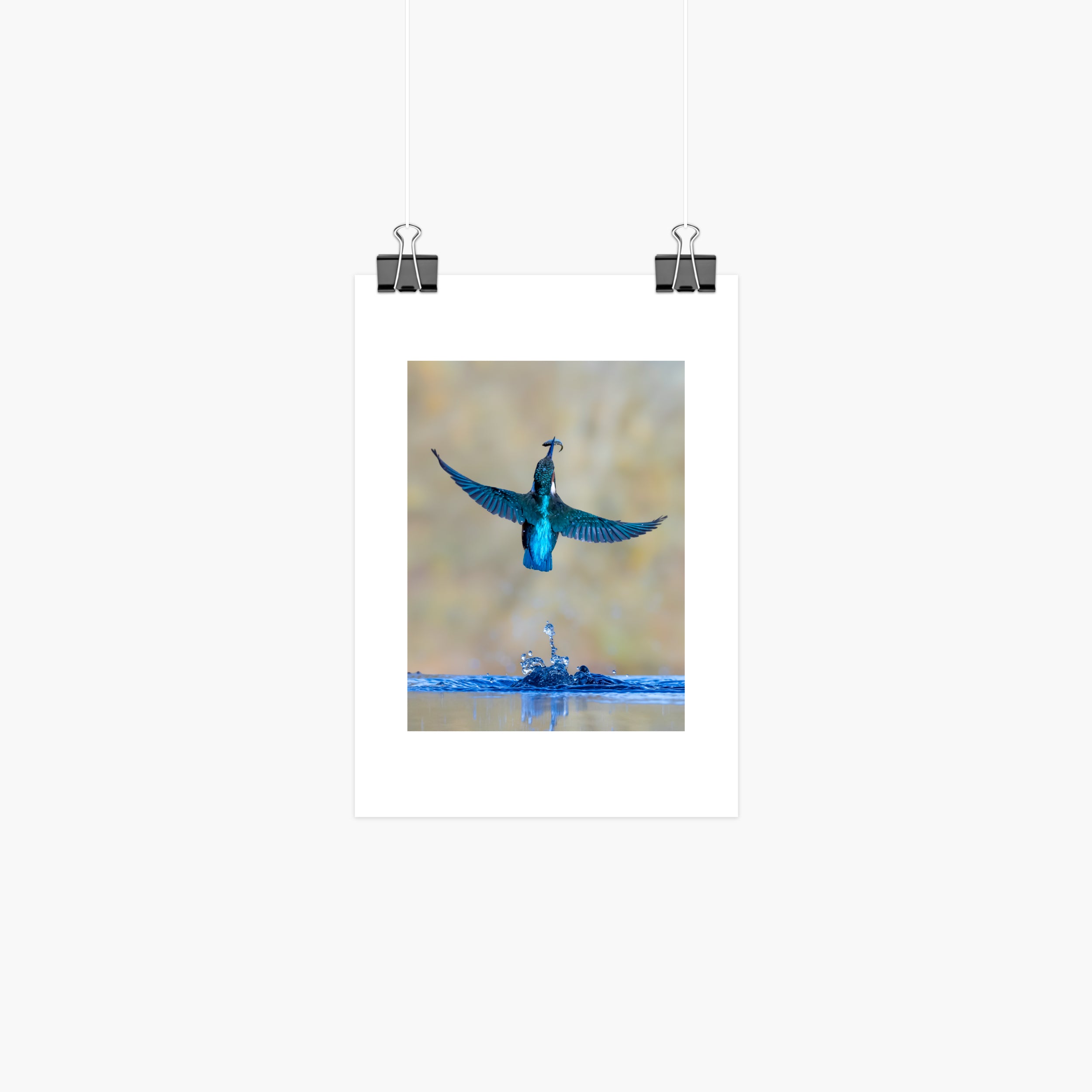 Kingfisher Print - With Catch