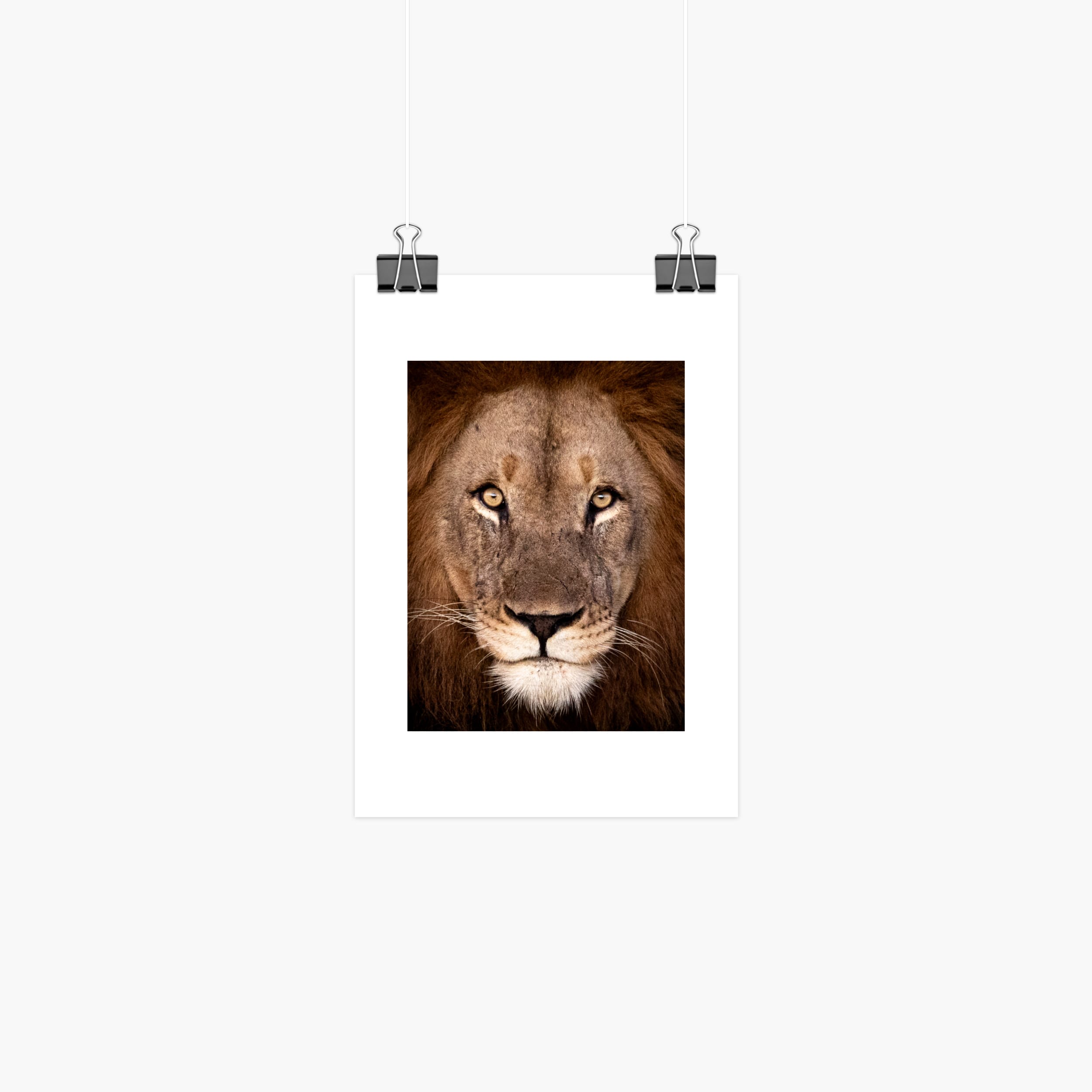 Lion Portrait Print