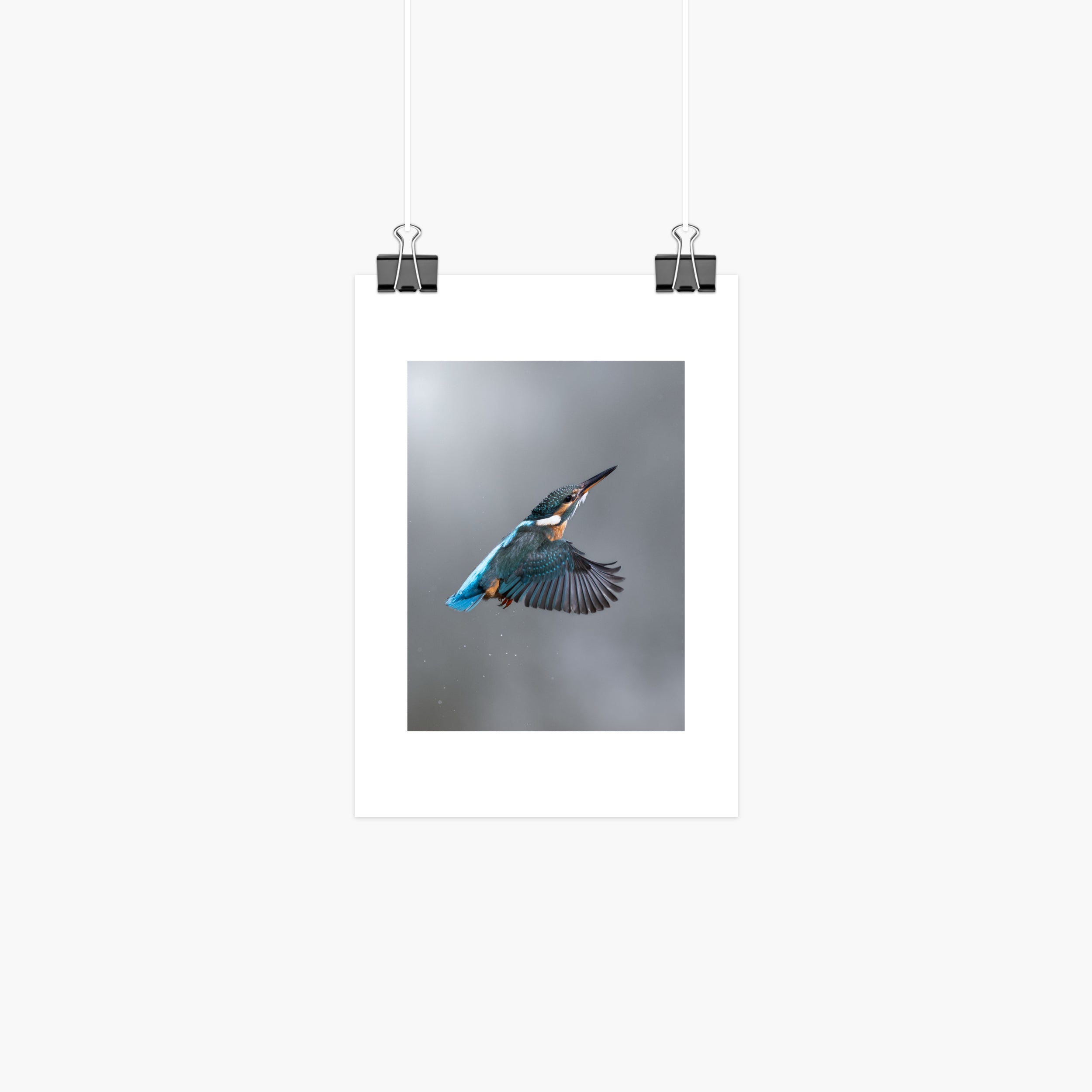 Kingfisher Mini Print - Return to Perch