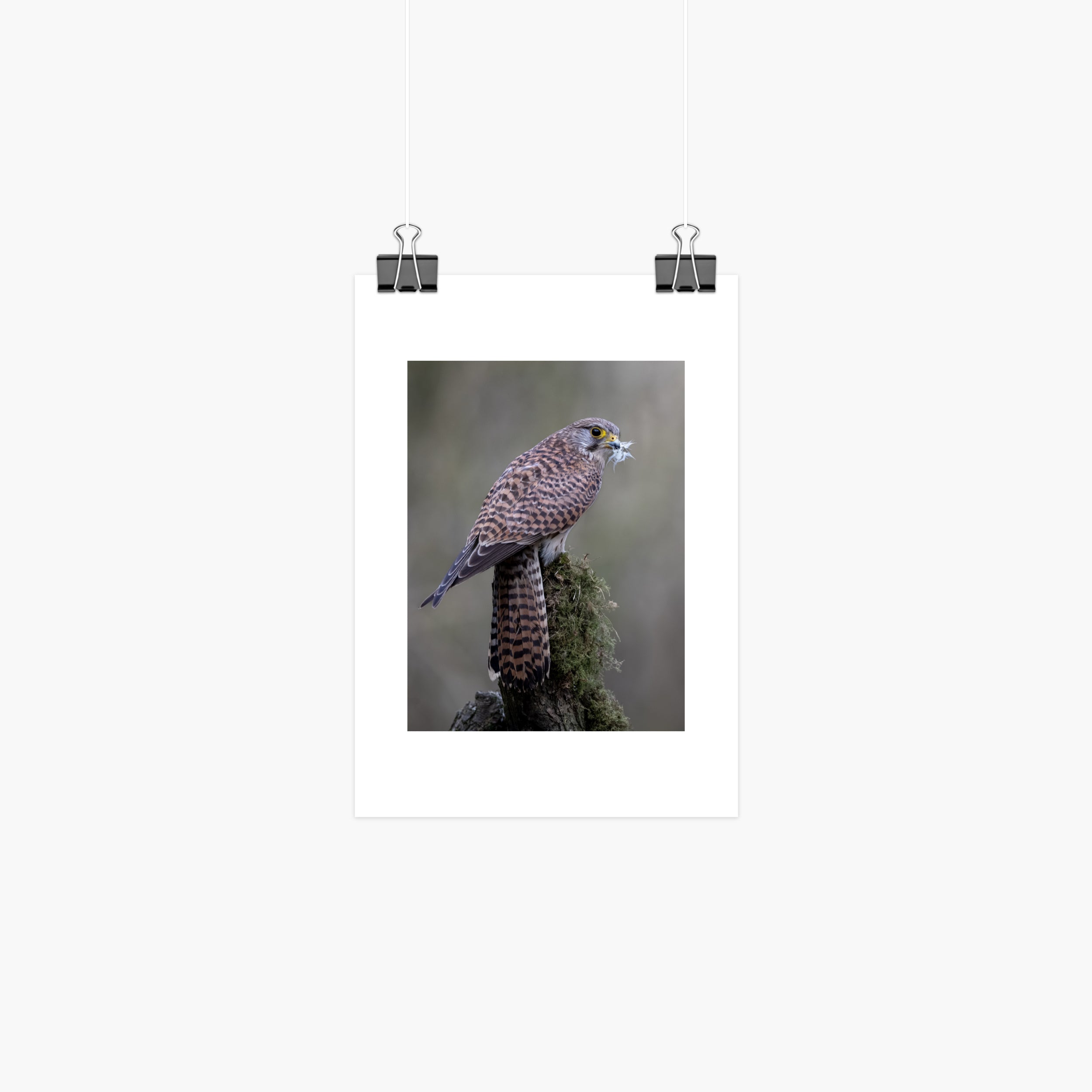 Perched Female Kestrel Print