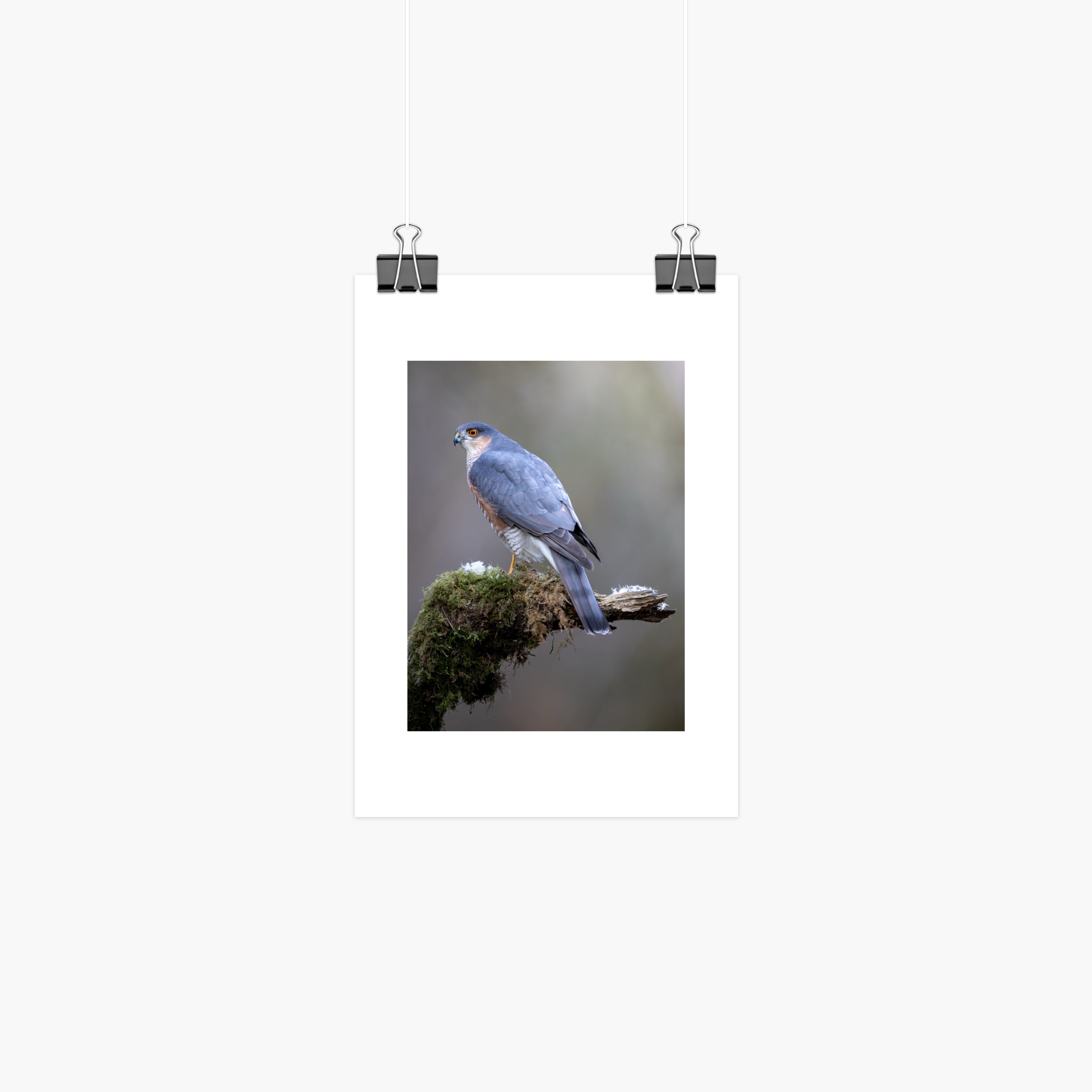 Perched Male Sparrowhawk Print