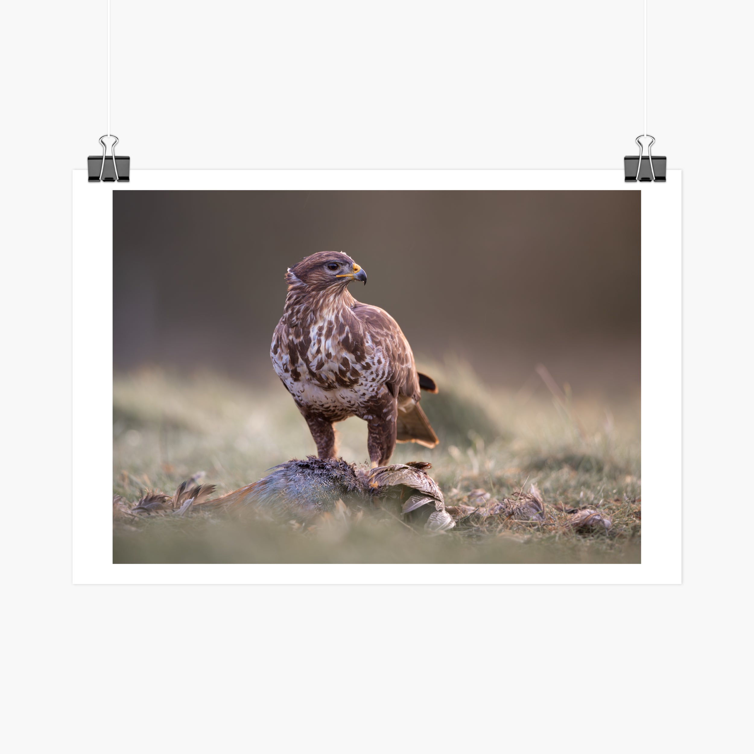 Buzzard with Prey Print