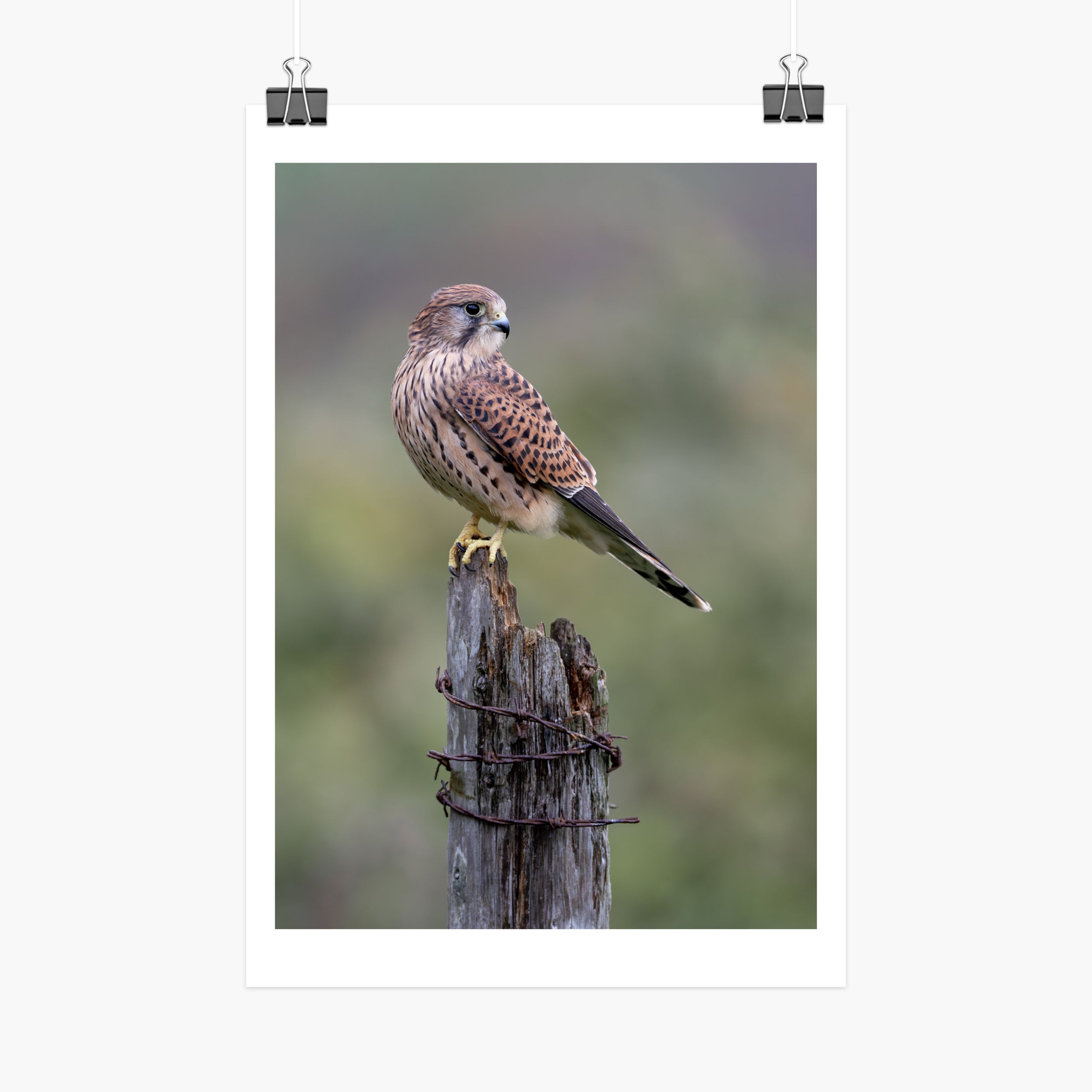Female kestrel photography print large A3 print