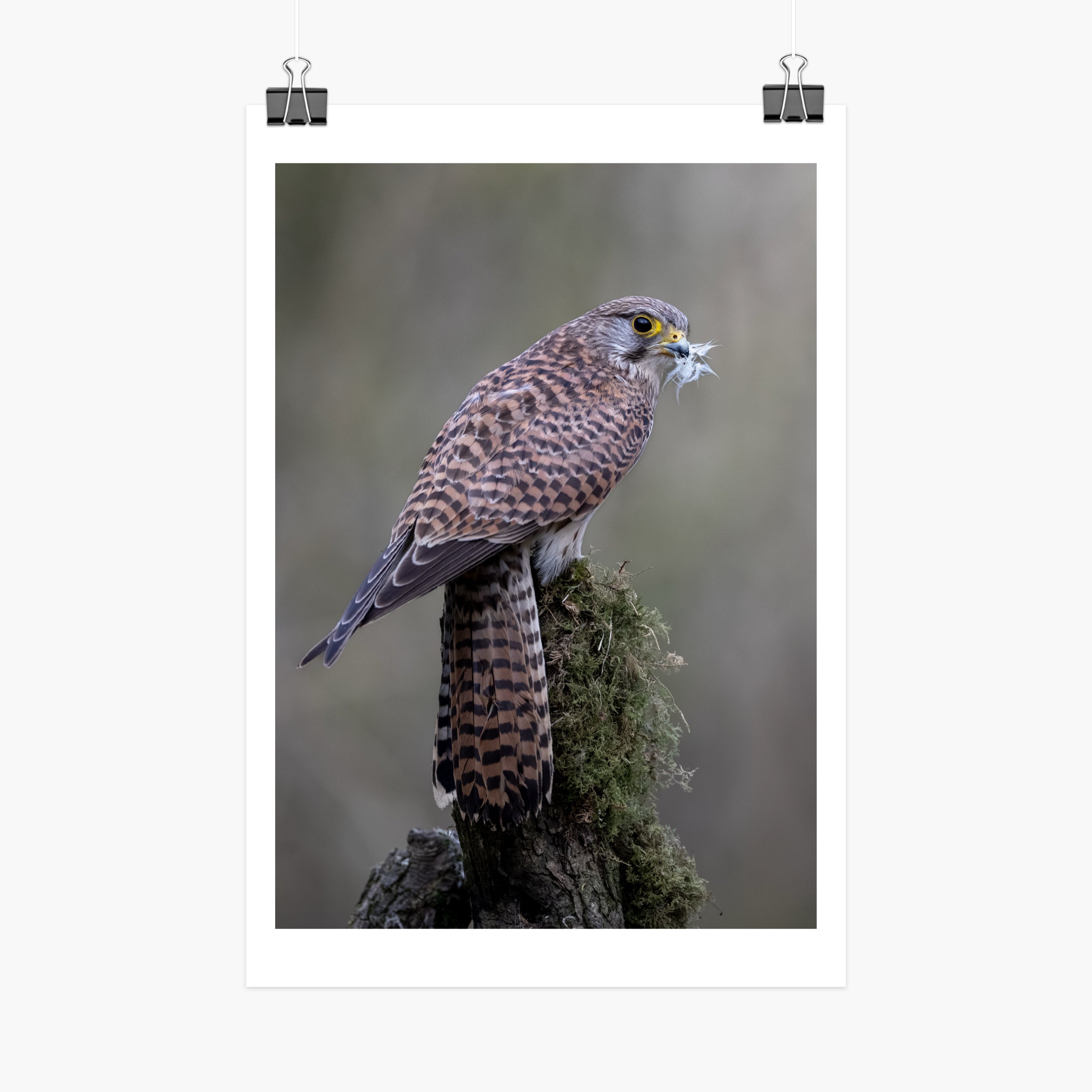 Perched Female Kestrel Print