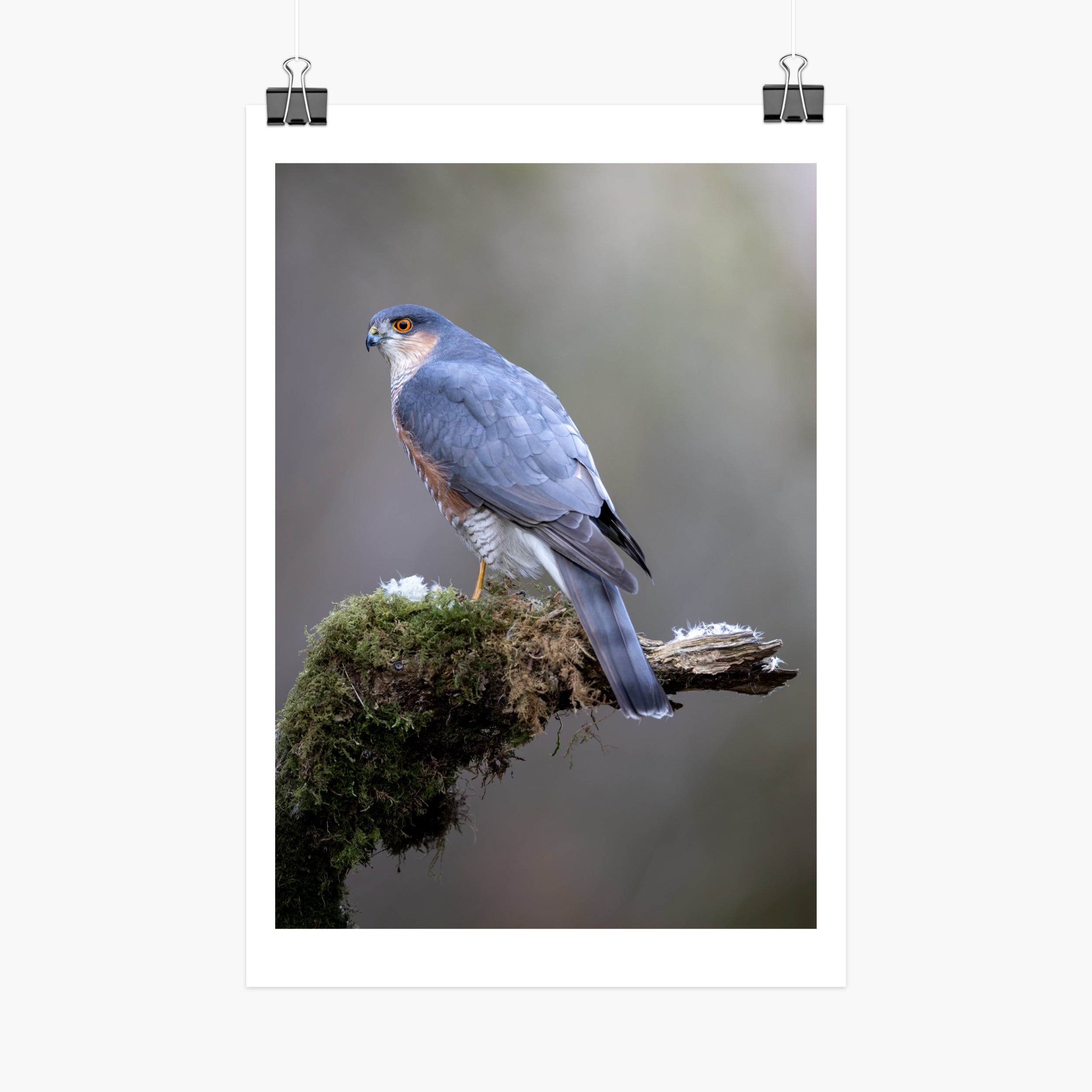 Perched Male Sparrowhawk Print