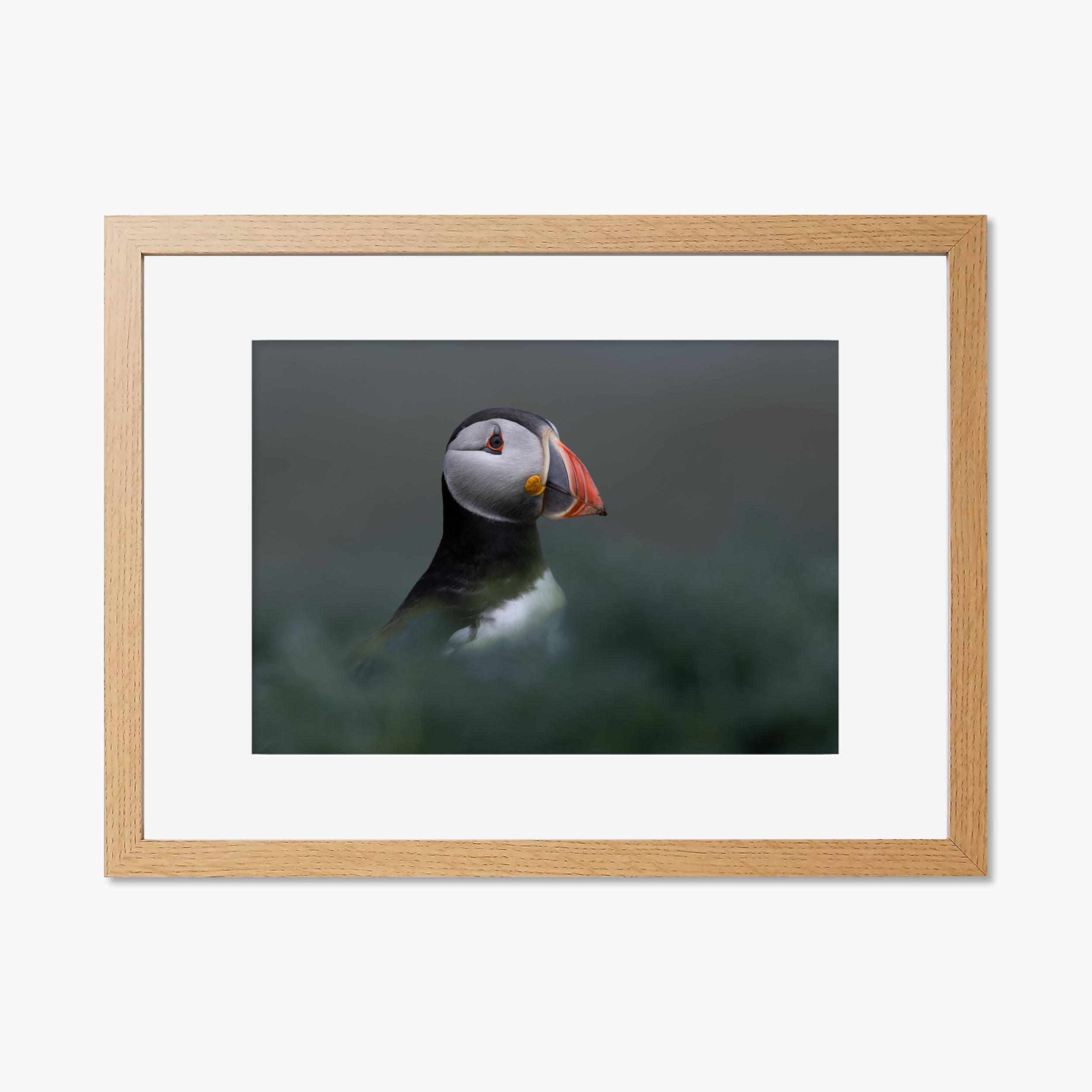 Atlantic Puffin Print