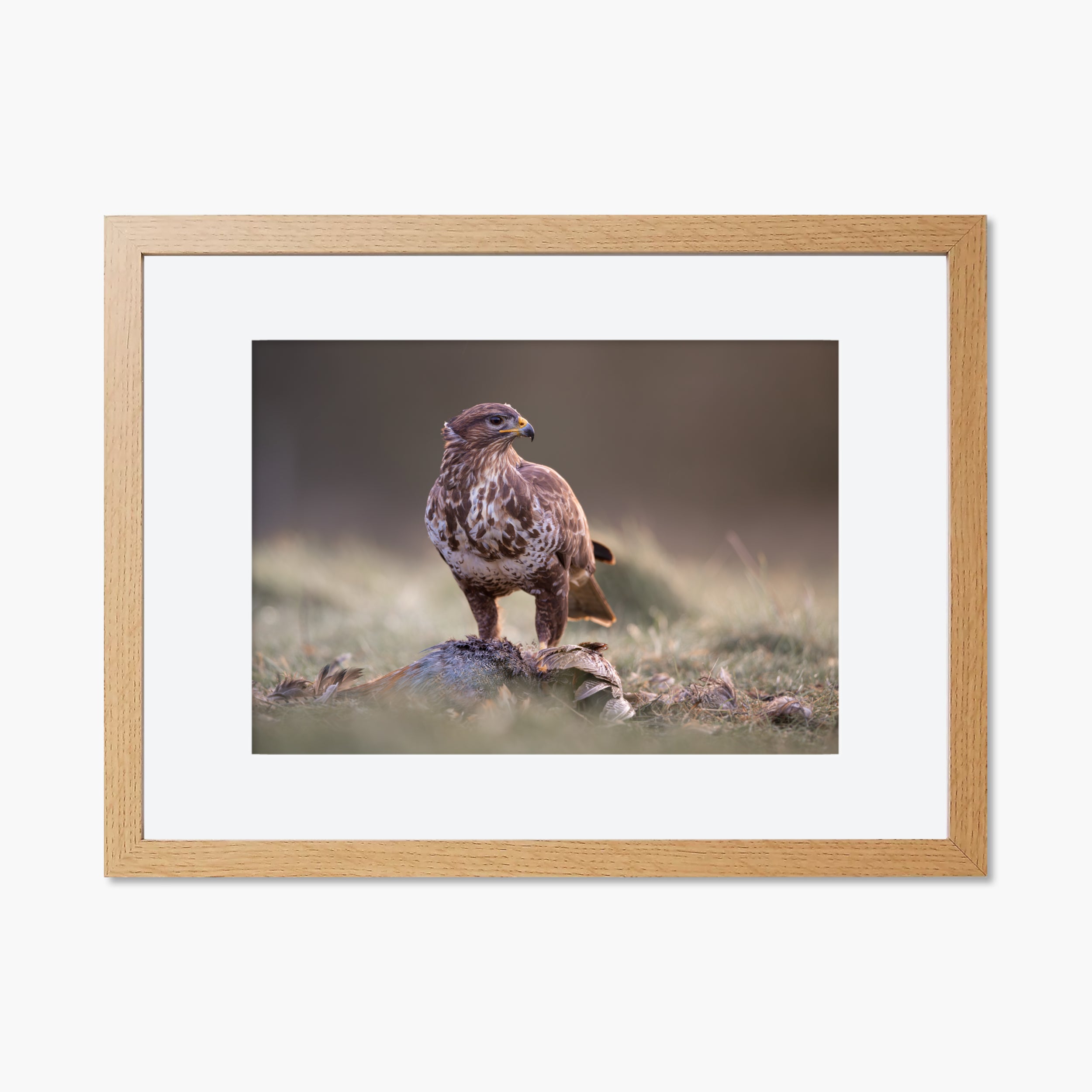 Buzzard with Prey Print
