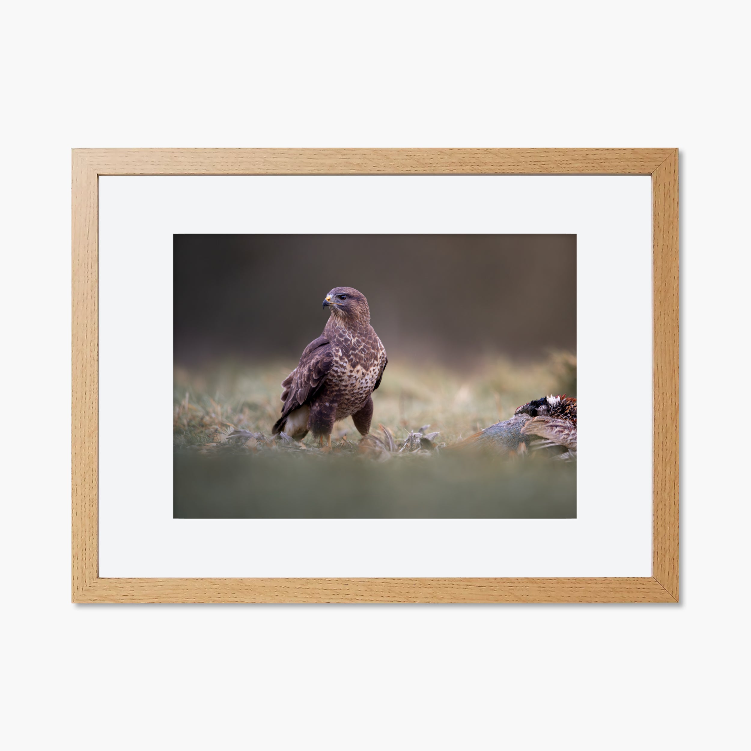Common Buzzard Print