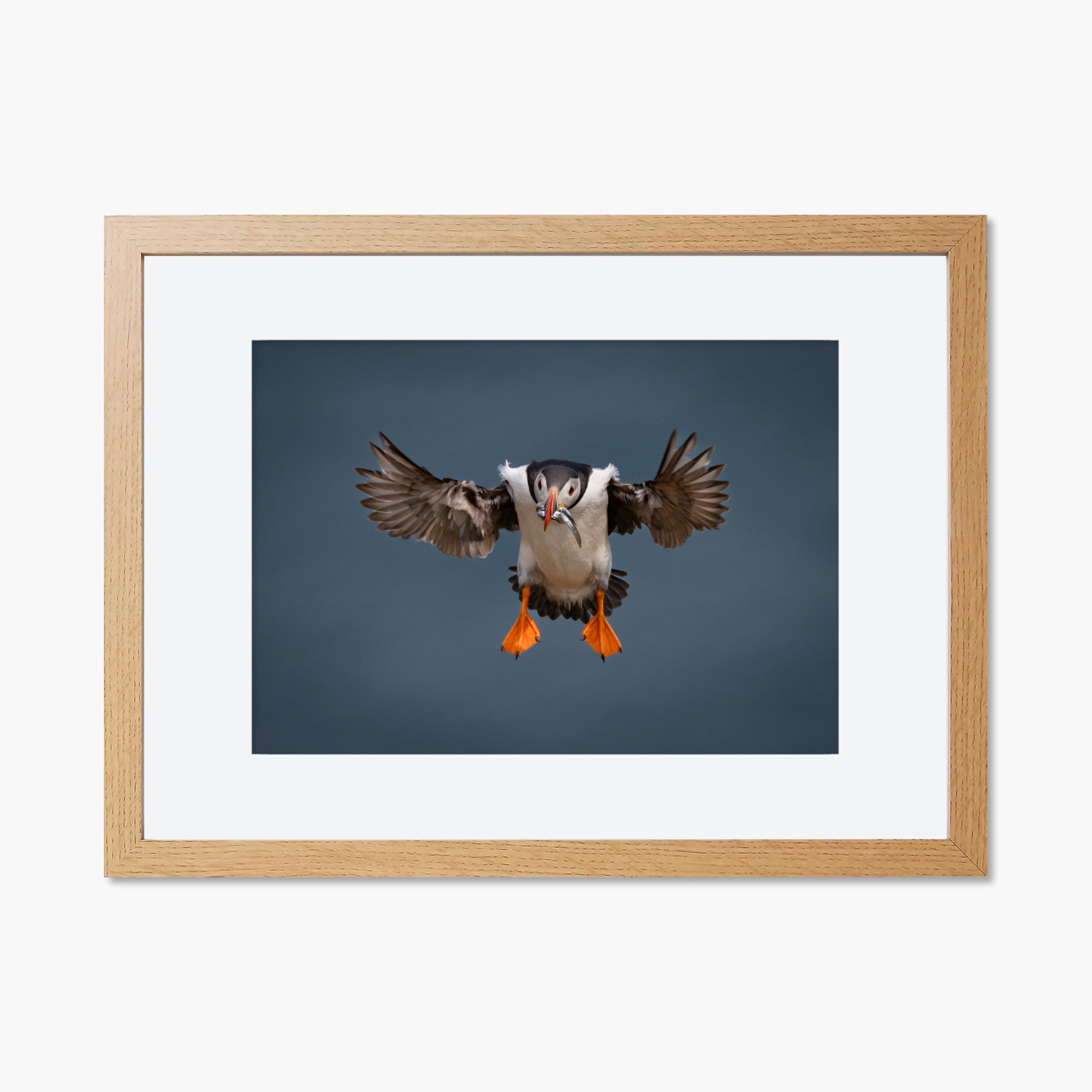 Atlantic Puffin In Flight Print