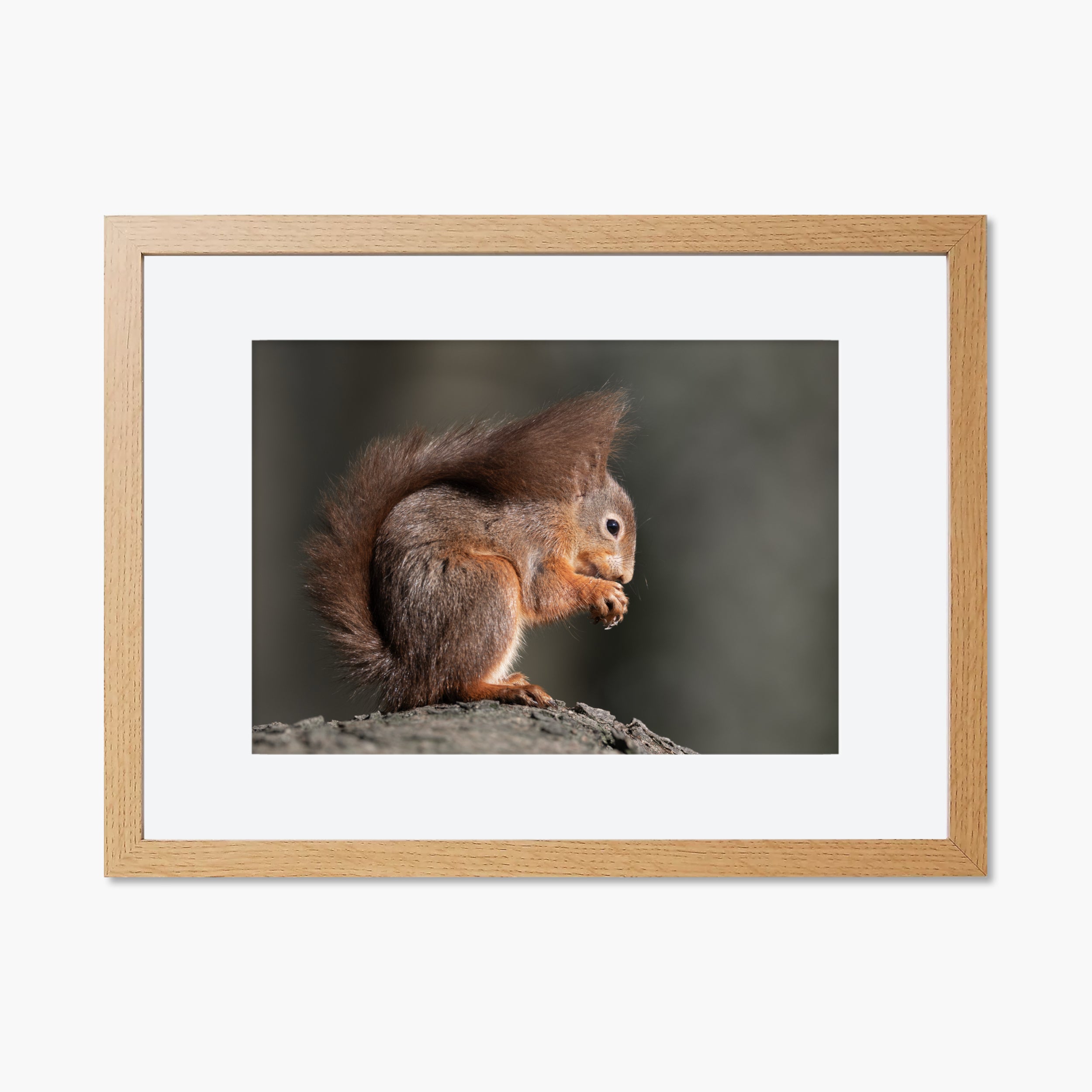 Red Squirrel