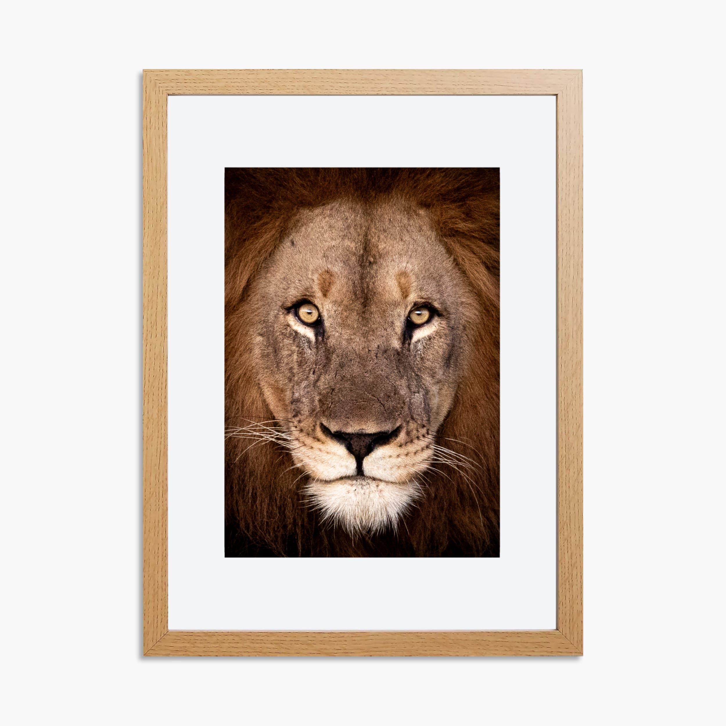Lion Portrait Print