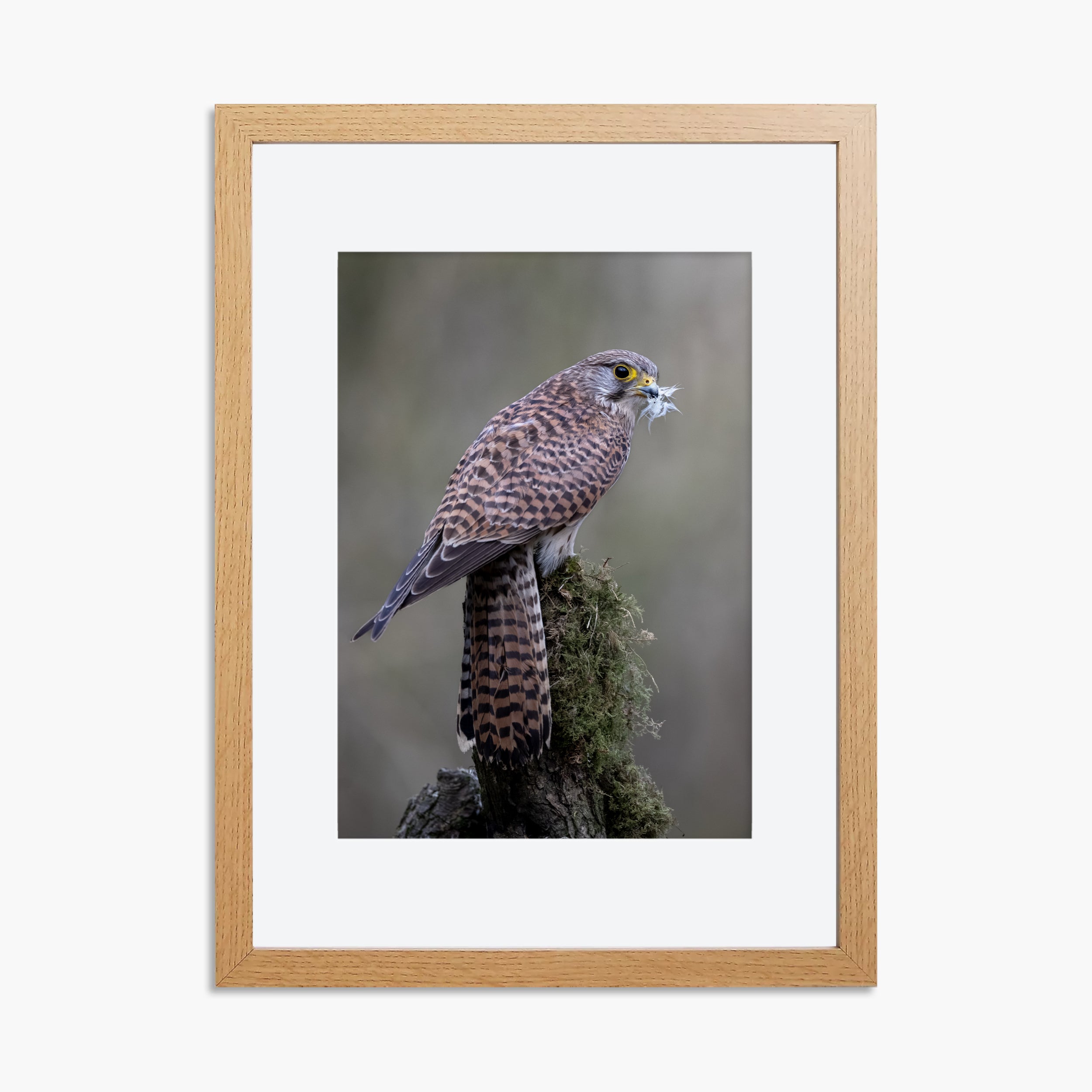 Perched Female Kestrel Print