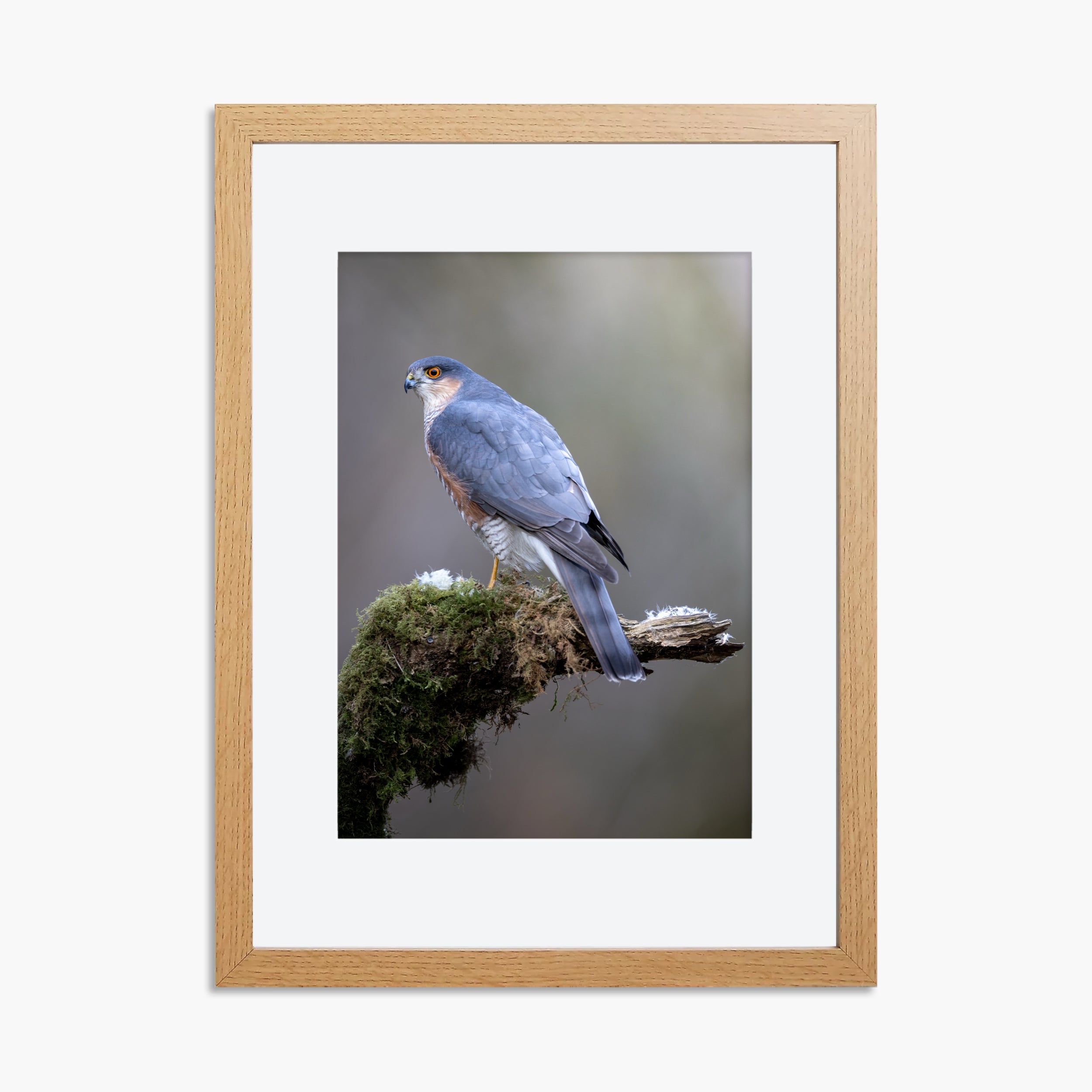 Perched Male Sparrowhawk Print