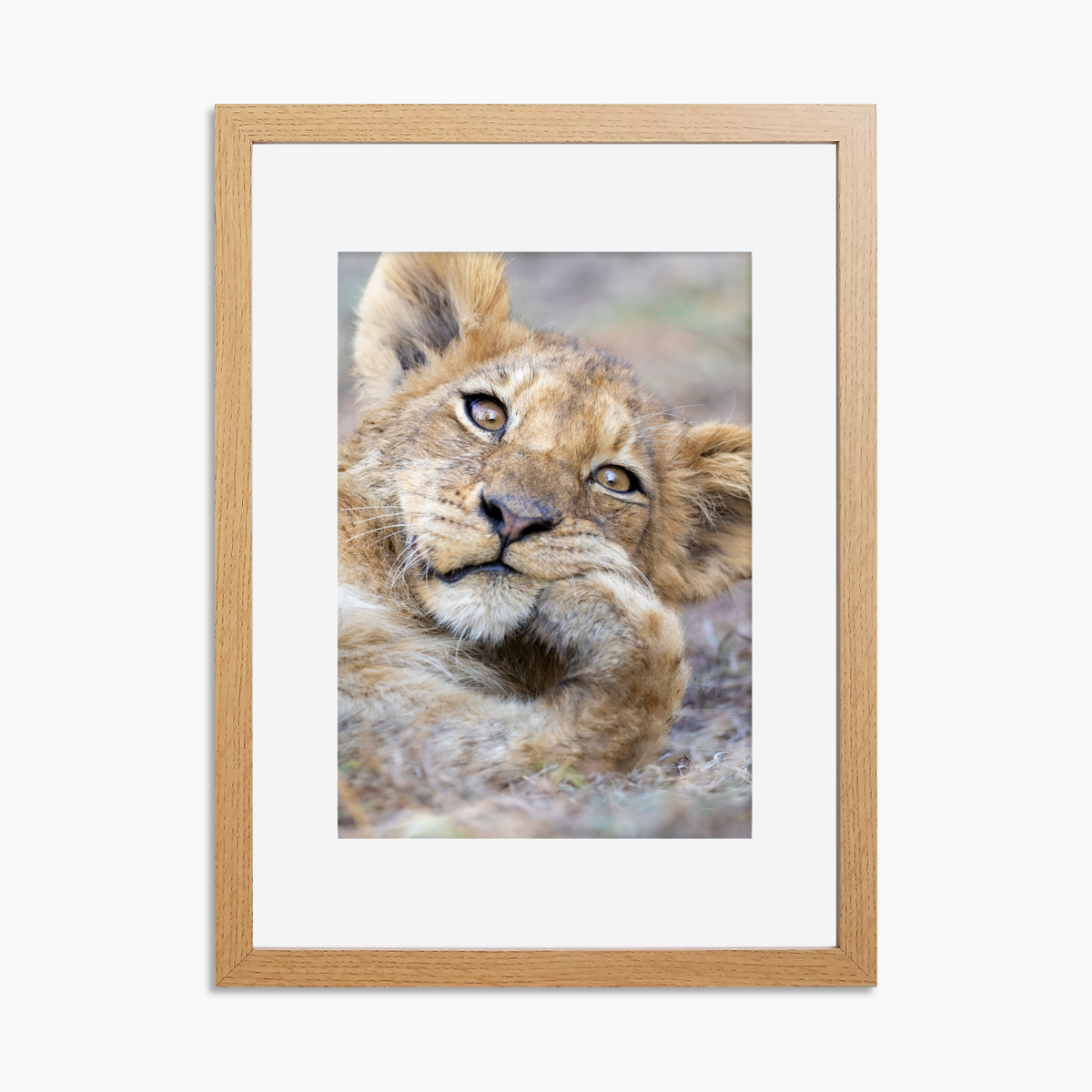 Framed A4 lion cub print