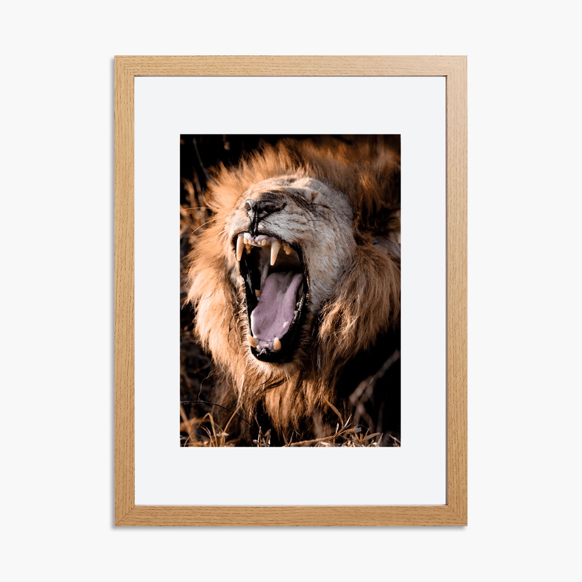 Framed male lion A4 wildlife print