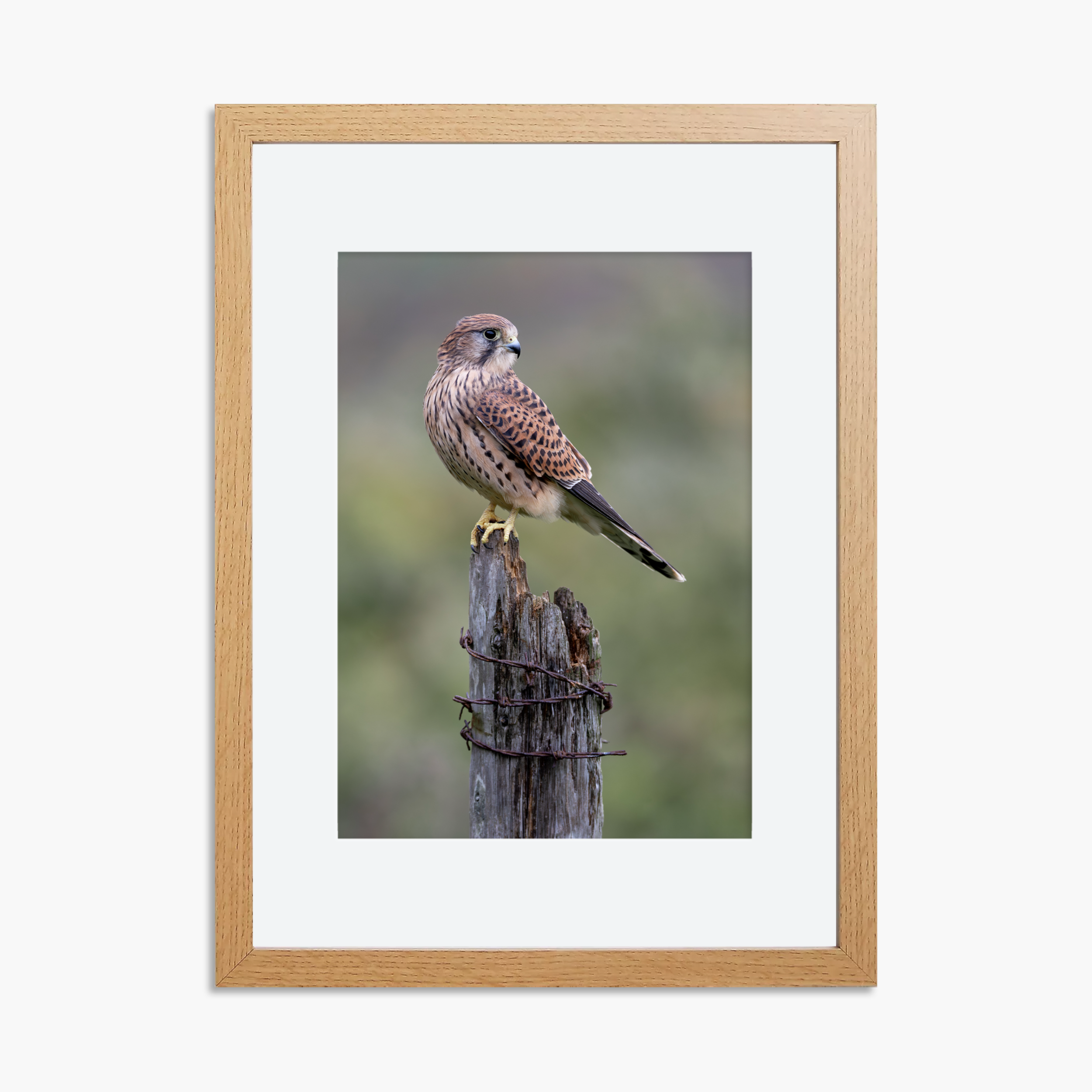 Perched Female Kestrel Print