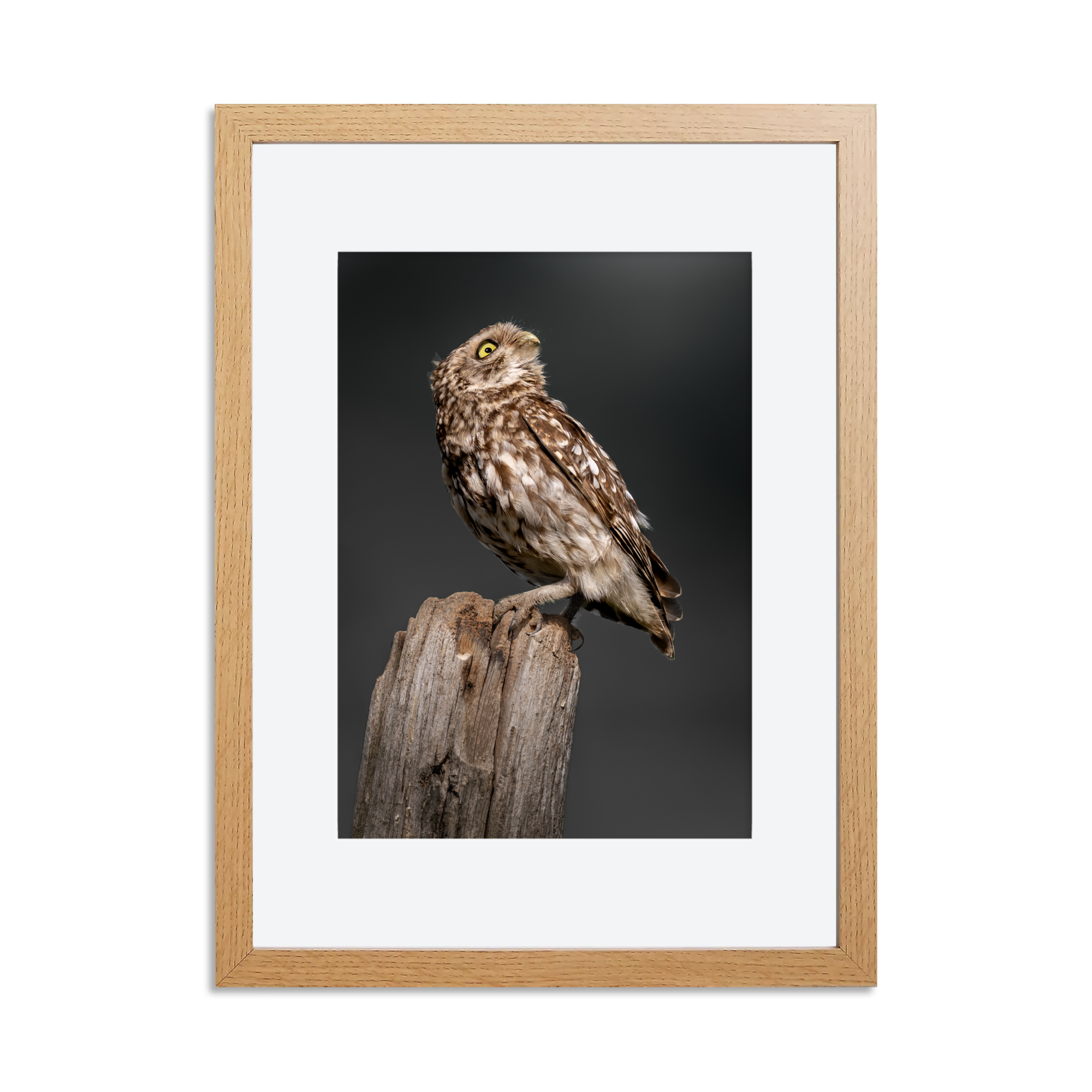 Perched Little Owl Print