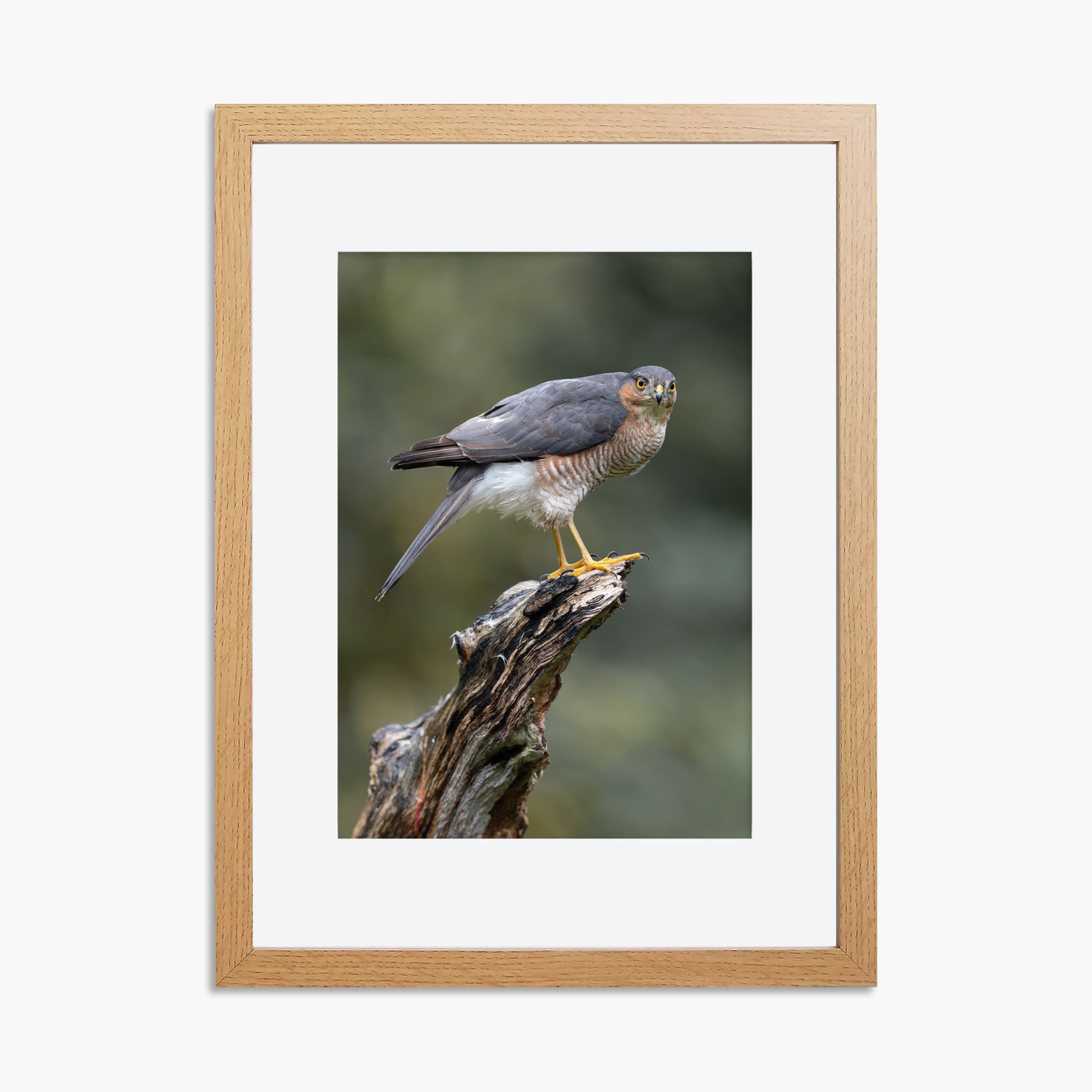 Perched Male Sparrowhawk Print