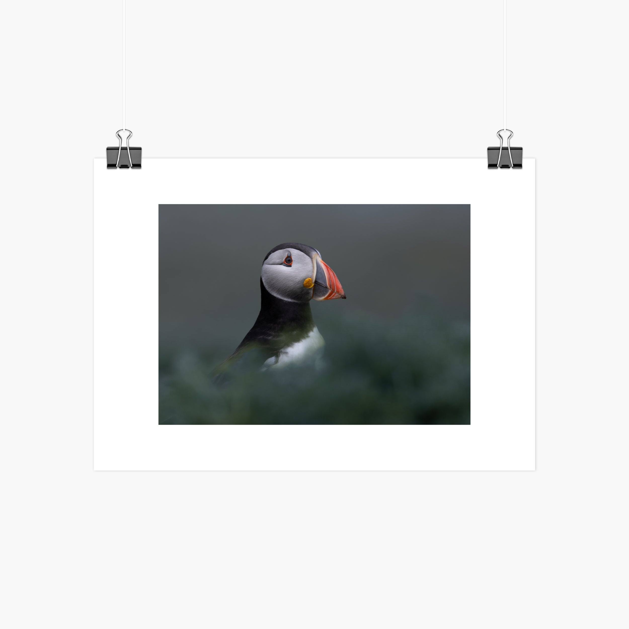 Atlantic Puffin Print