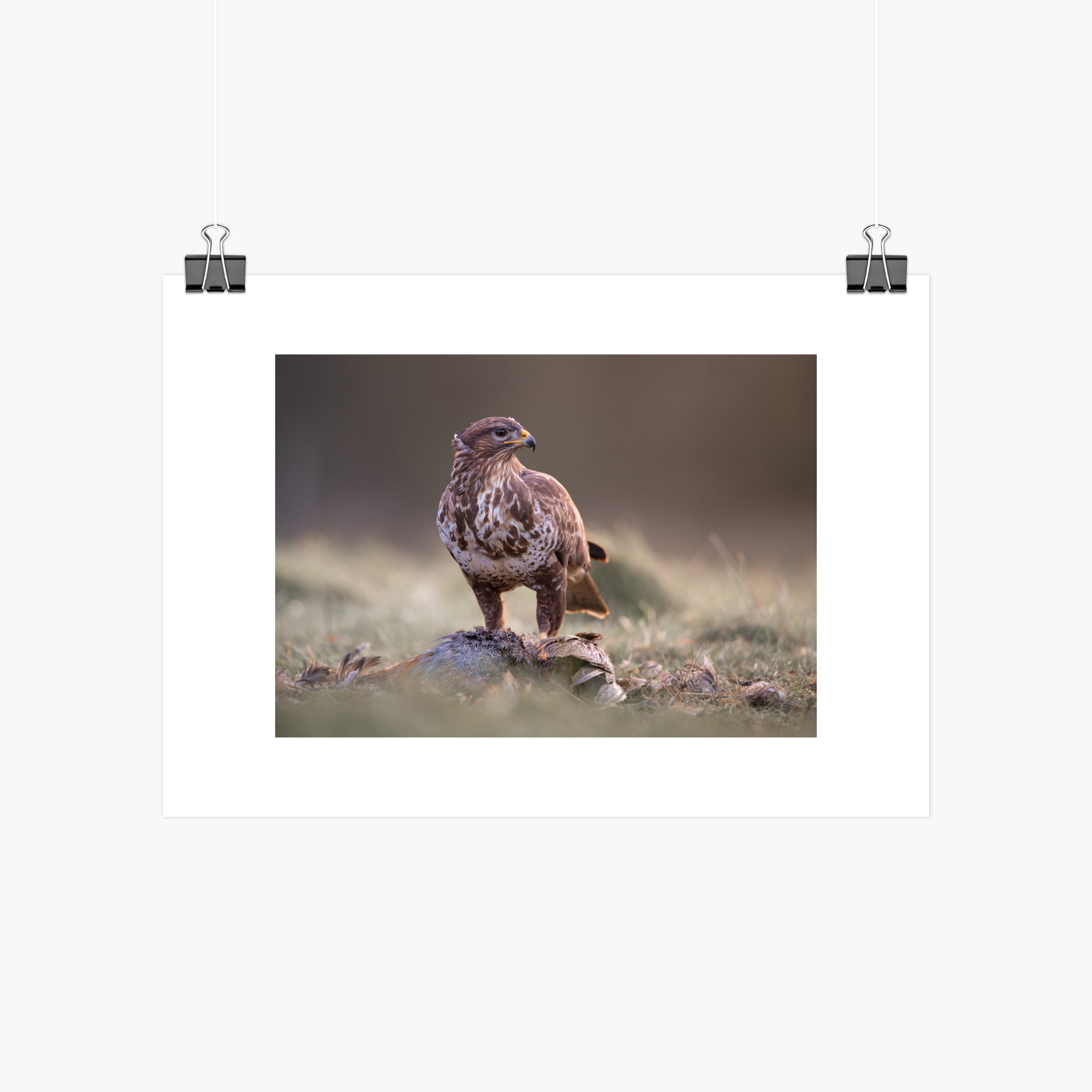 Buzzard with Prey Print