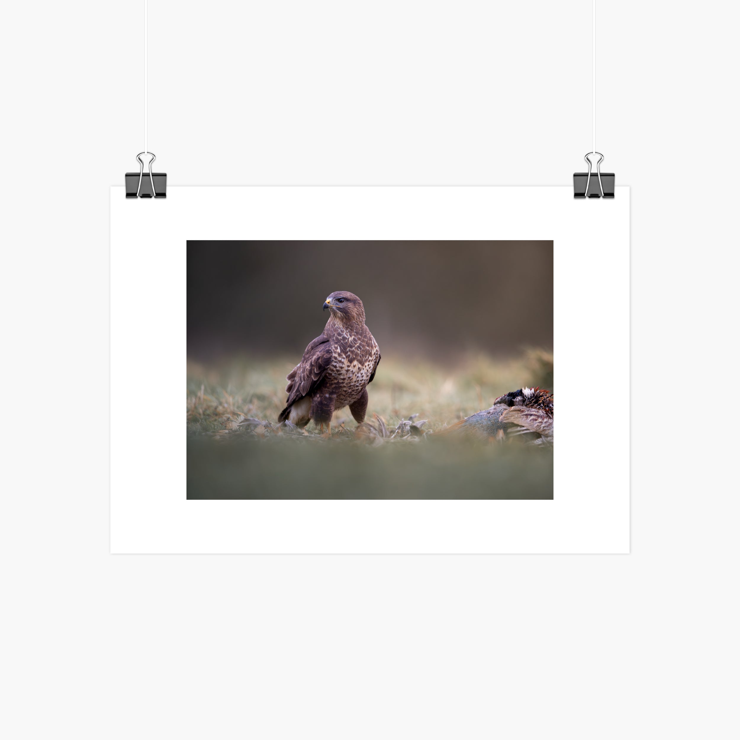 Common Buzzard Print