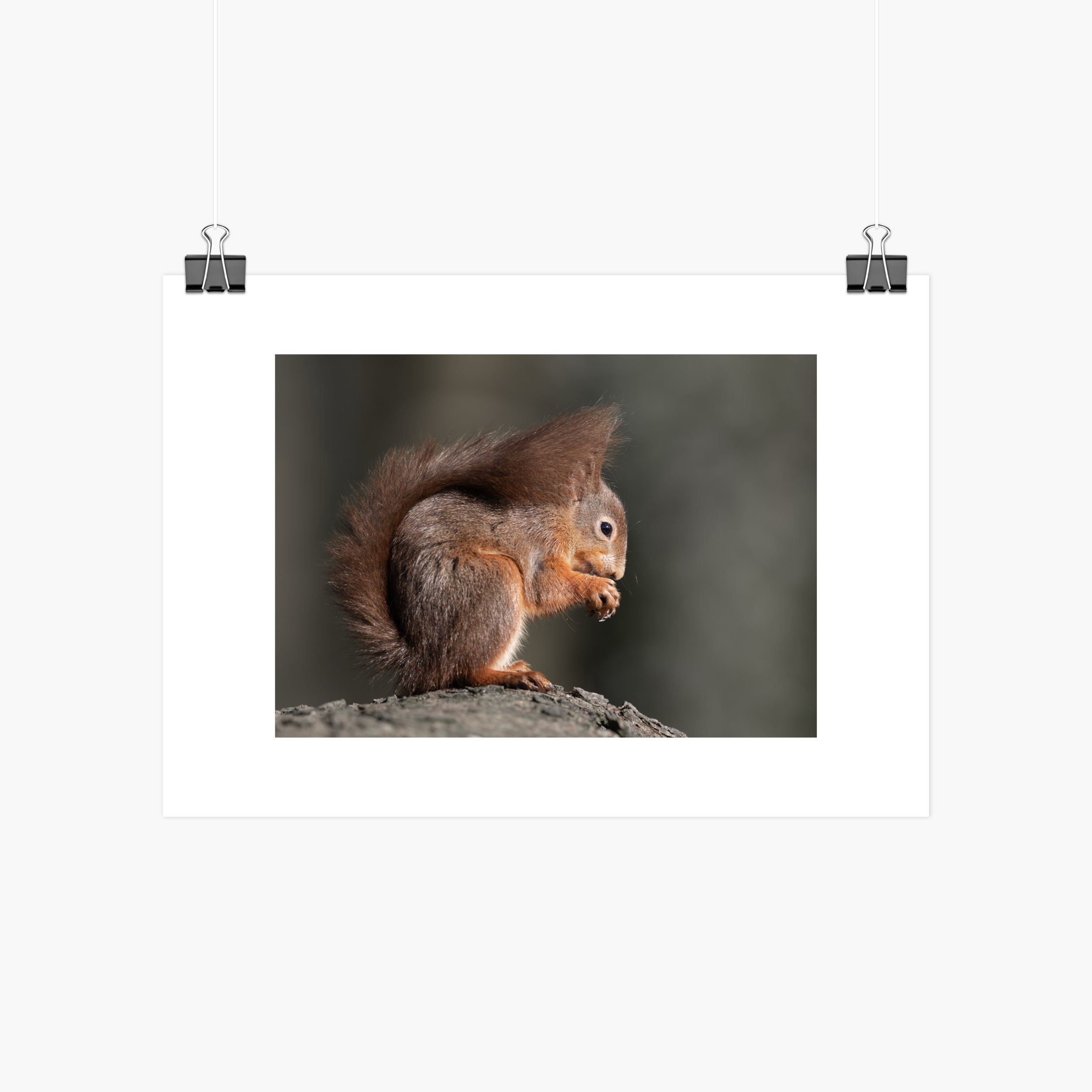 Red Squirrel