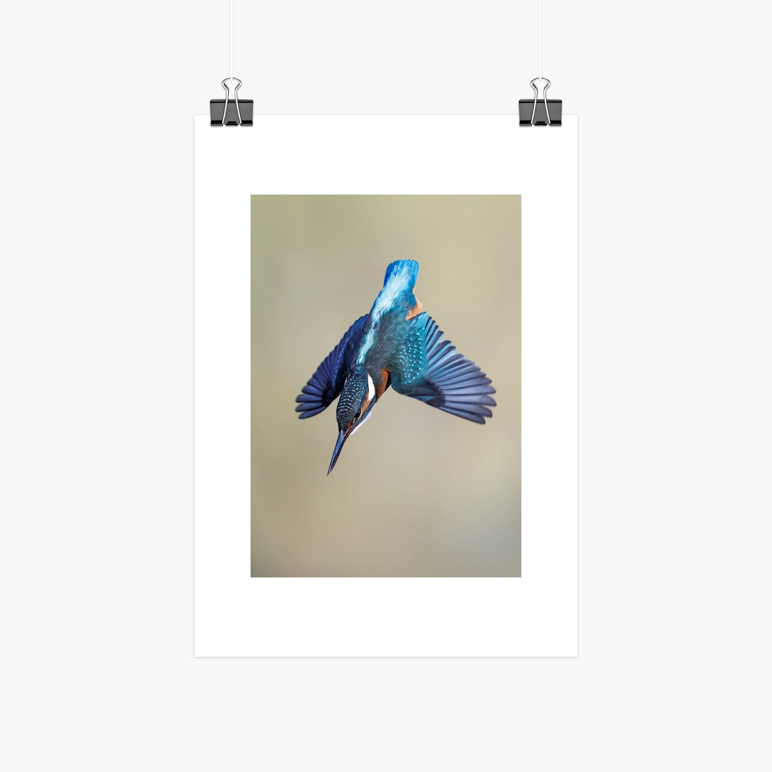 Kingfisher Print - Dive