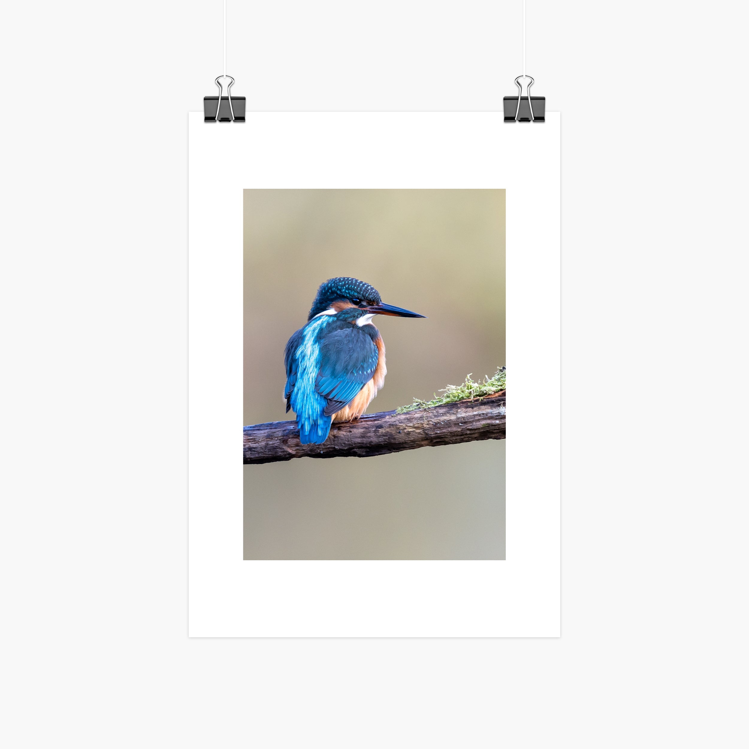 Kingfisher Print - Perched