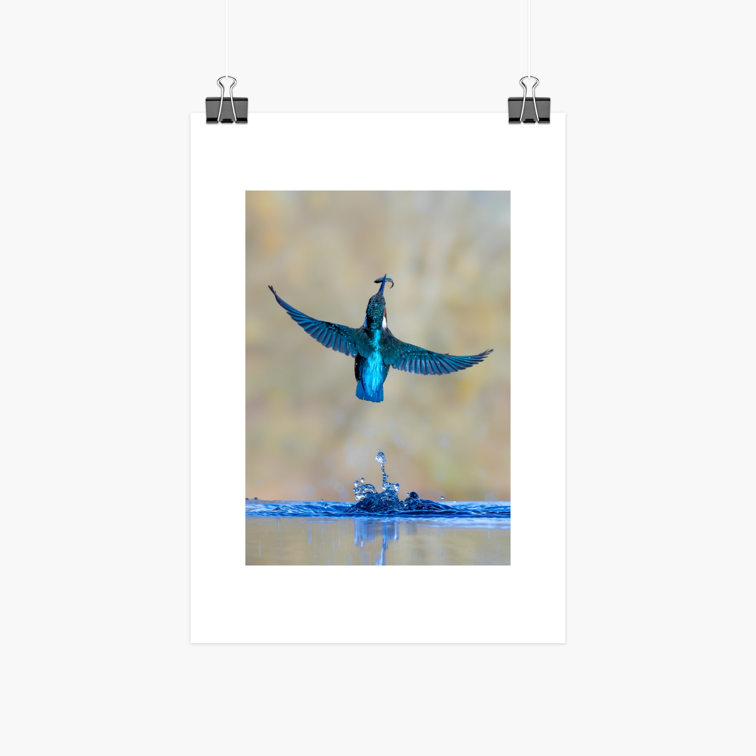 Kingfisher Print - With Catch