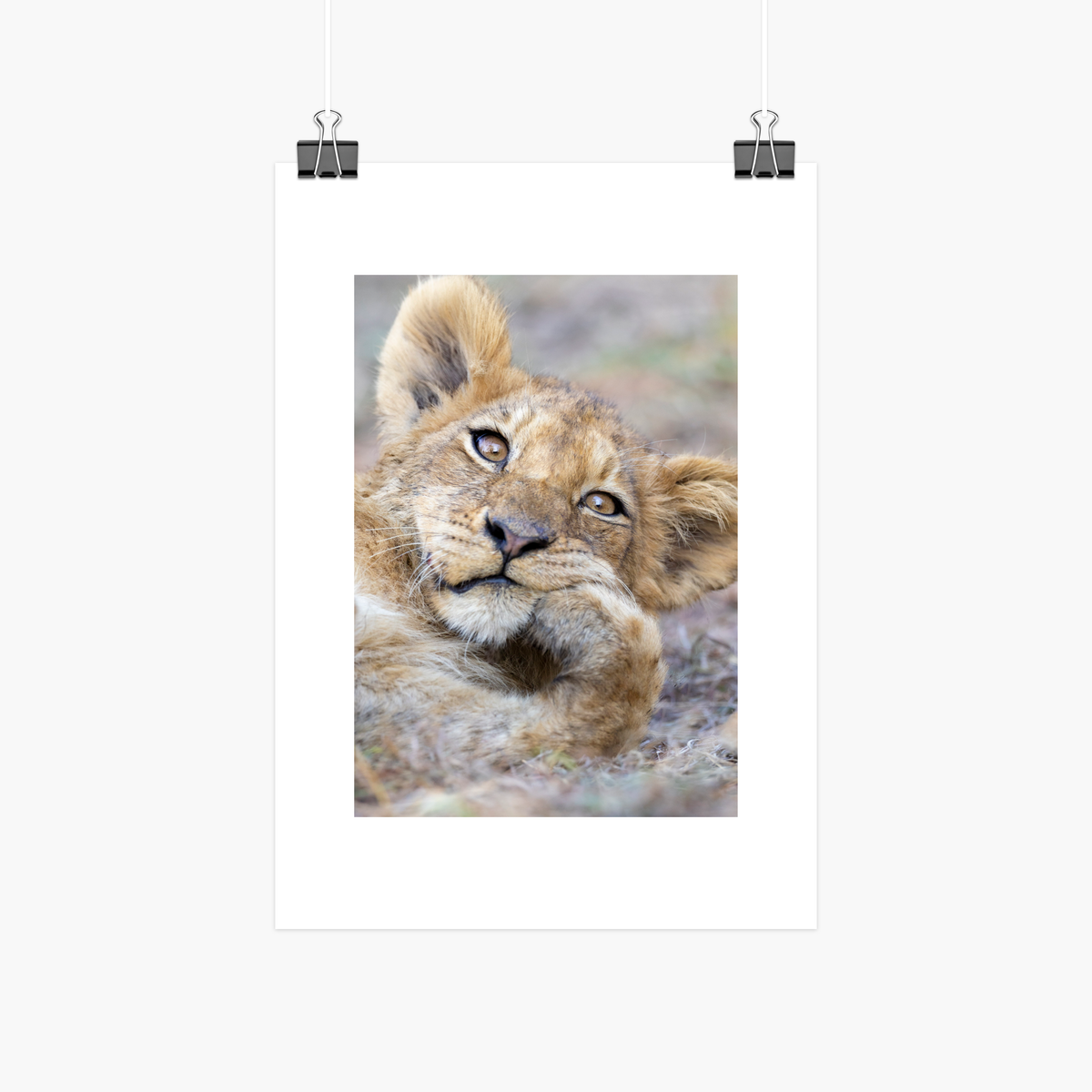Lion cub A4 photographic print